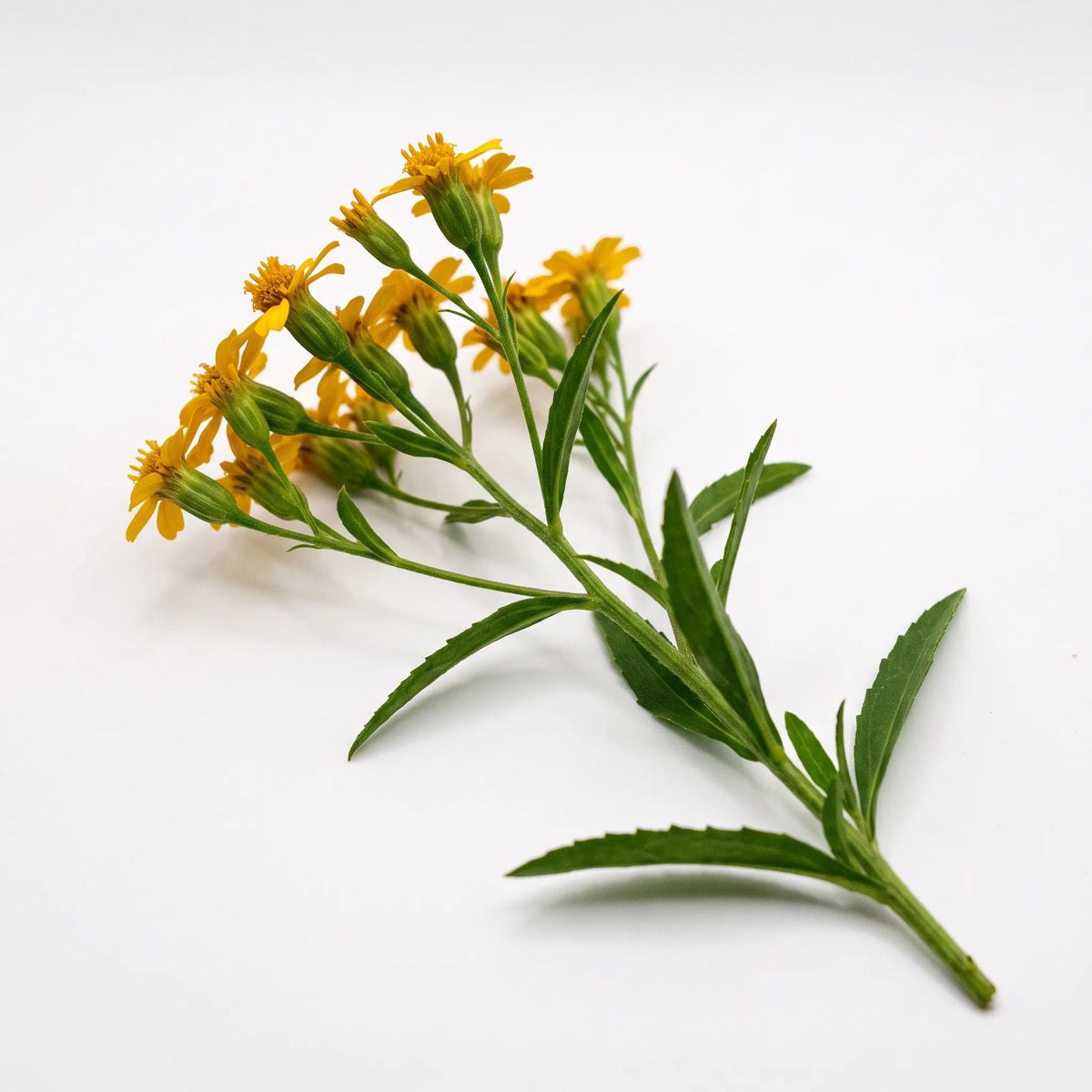 Rameau fleuri d'estragon mexicain (Tagetes lucida) sur fond blanc — graines reproductibles SemiSauvage