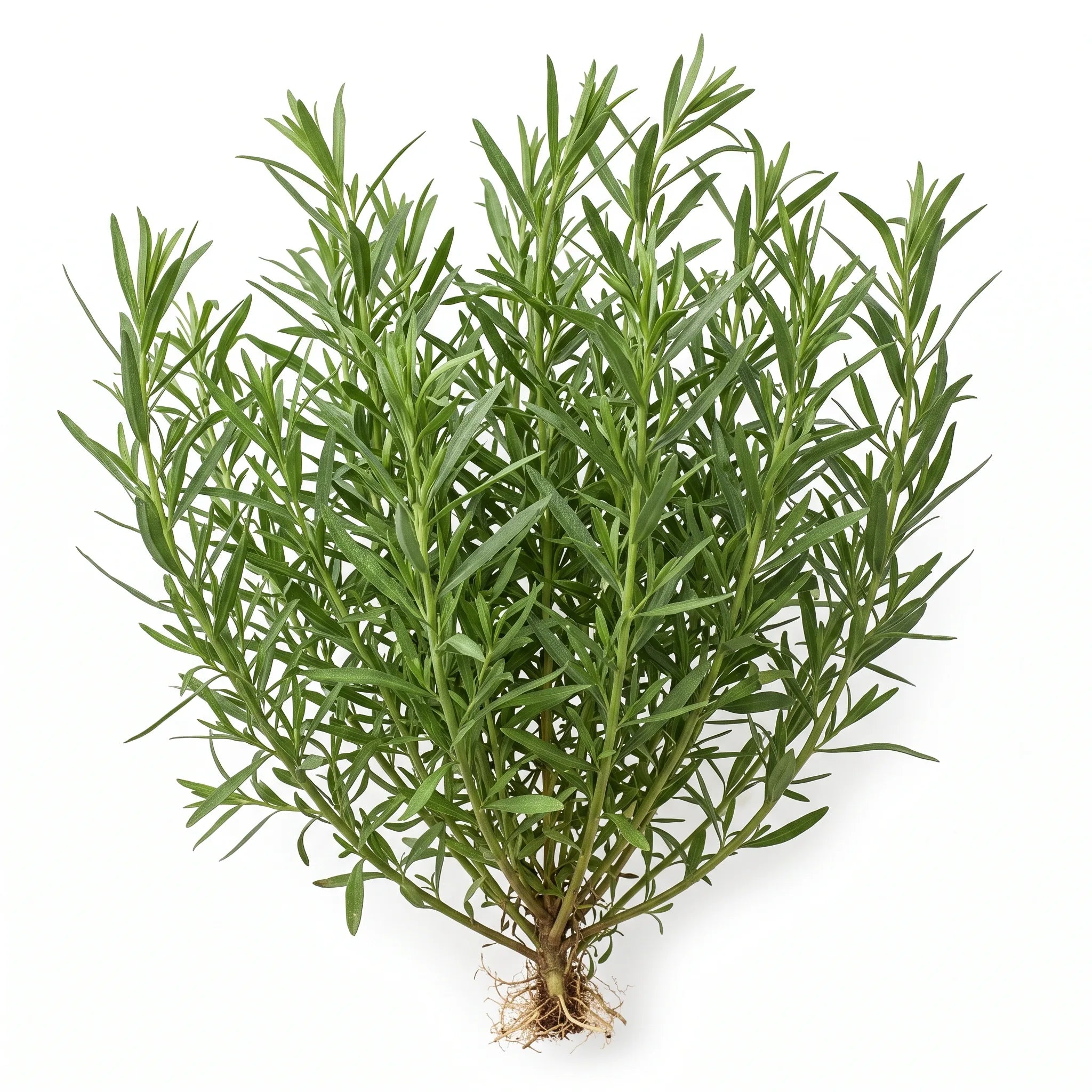 Pied entier d'estragon vrai (Artemisia dracunculus) sur fond blanc, feuilles linéaires entières vert franc
