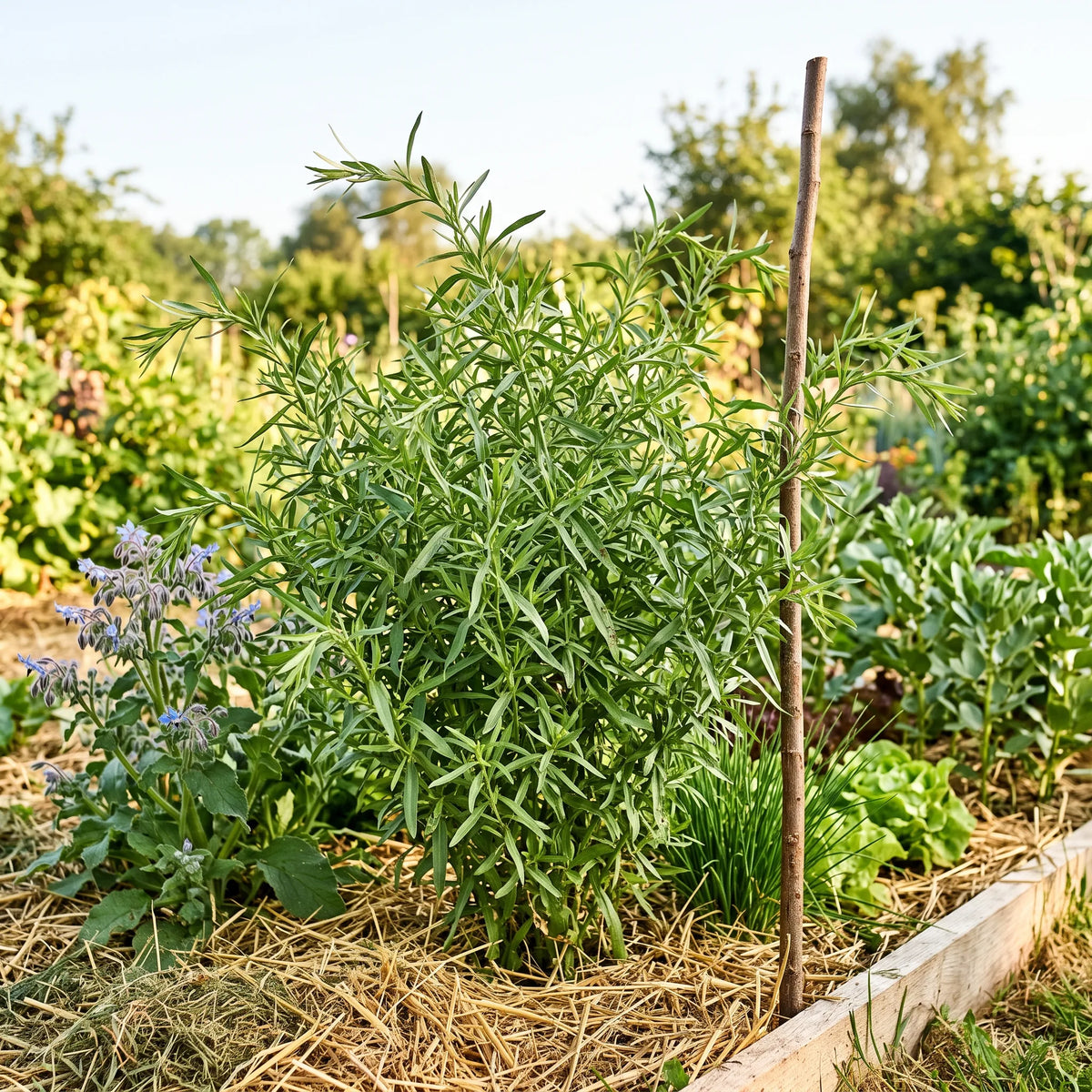 Touffe d'estragon en pleine terre dans un potager en permaculture au sol paillé