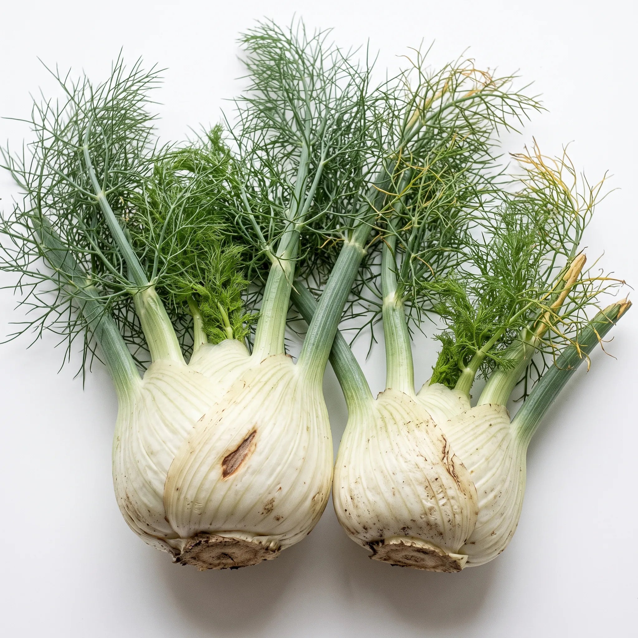 Bulbes de fenouil et leur feuillage plumeux sur fond blanc — graines reproductibles SemiSauvage