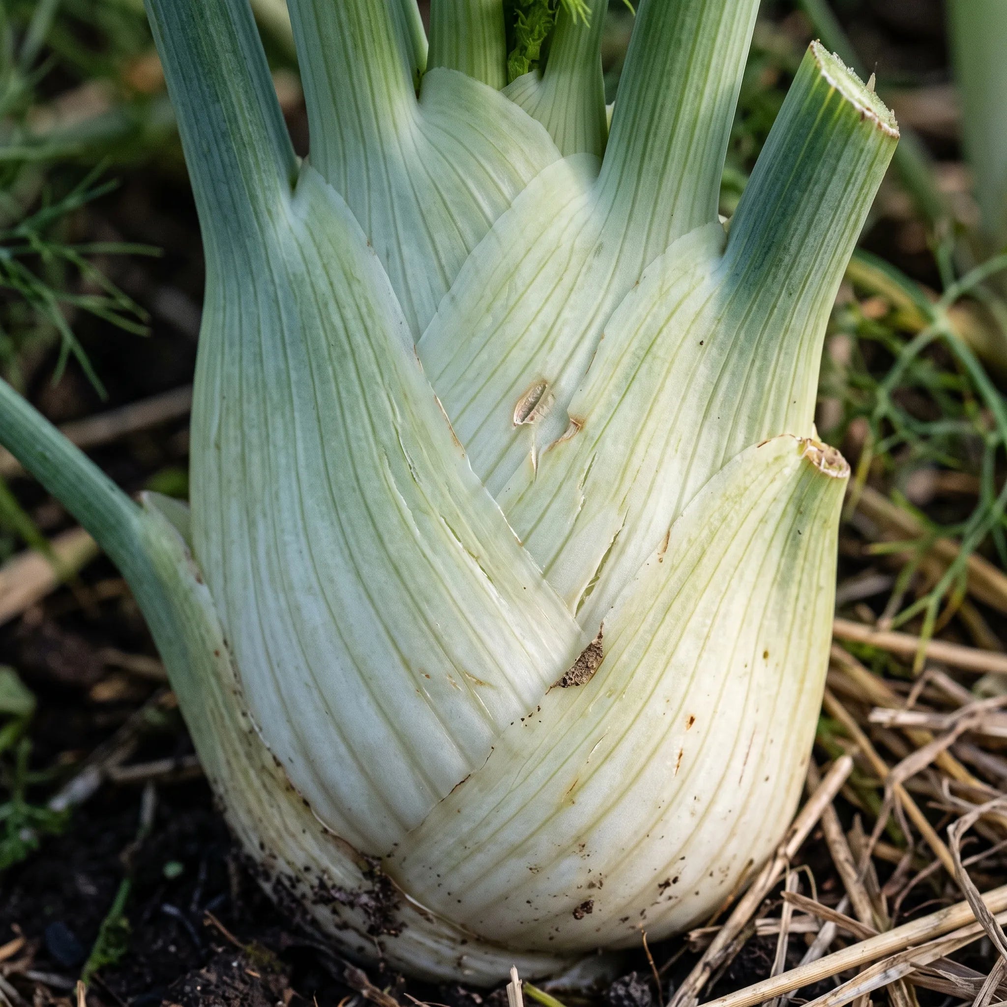 Macro des écailles imbriquées et des stries longitudinales du bulbe de fenouil