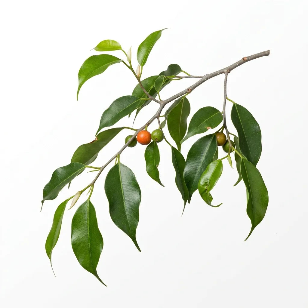 Rameau de figuier pleureur (Ficus benjamina) avec figues, sur fond blanc — SemiSauvage
