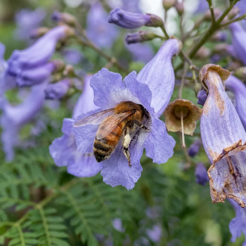 Abeille butinant une fleur de flamboyant bleu, arbre mellifère — SemiSauvage