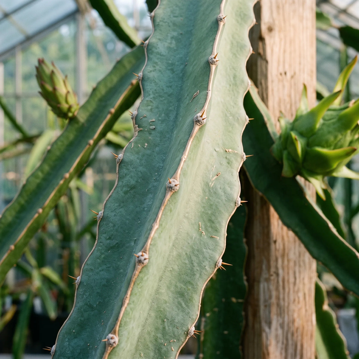 Macro de la tige à trois côtes du pitaya, aréoles et courtes épines — SemiSauvage