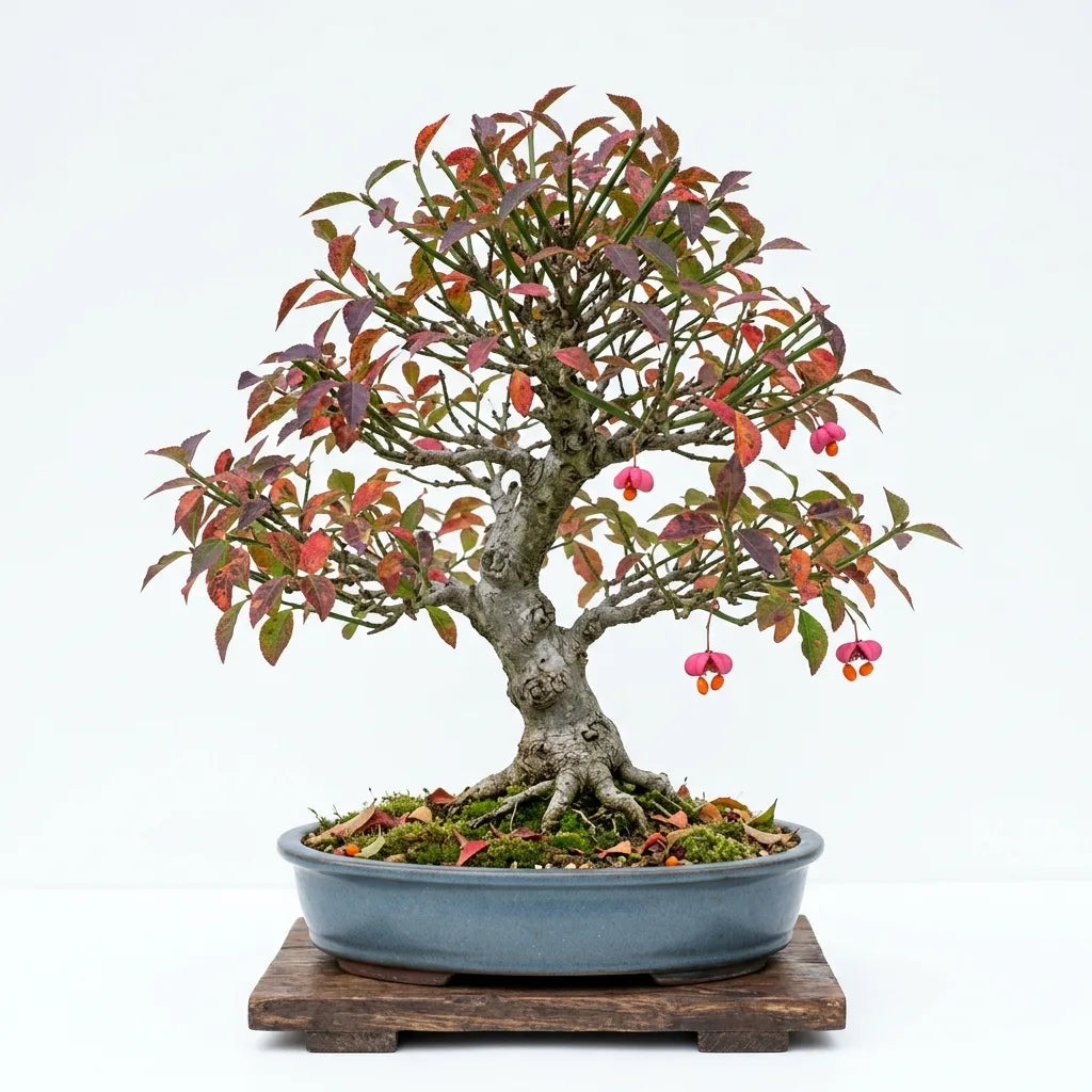 Bonsaï de Fusain d'Europe (Euonymus europaeus) en coupe de grès, feuillage d'automne et capsules roses, sur fond blanc — SemiSauvage