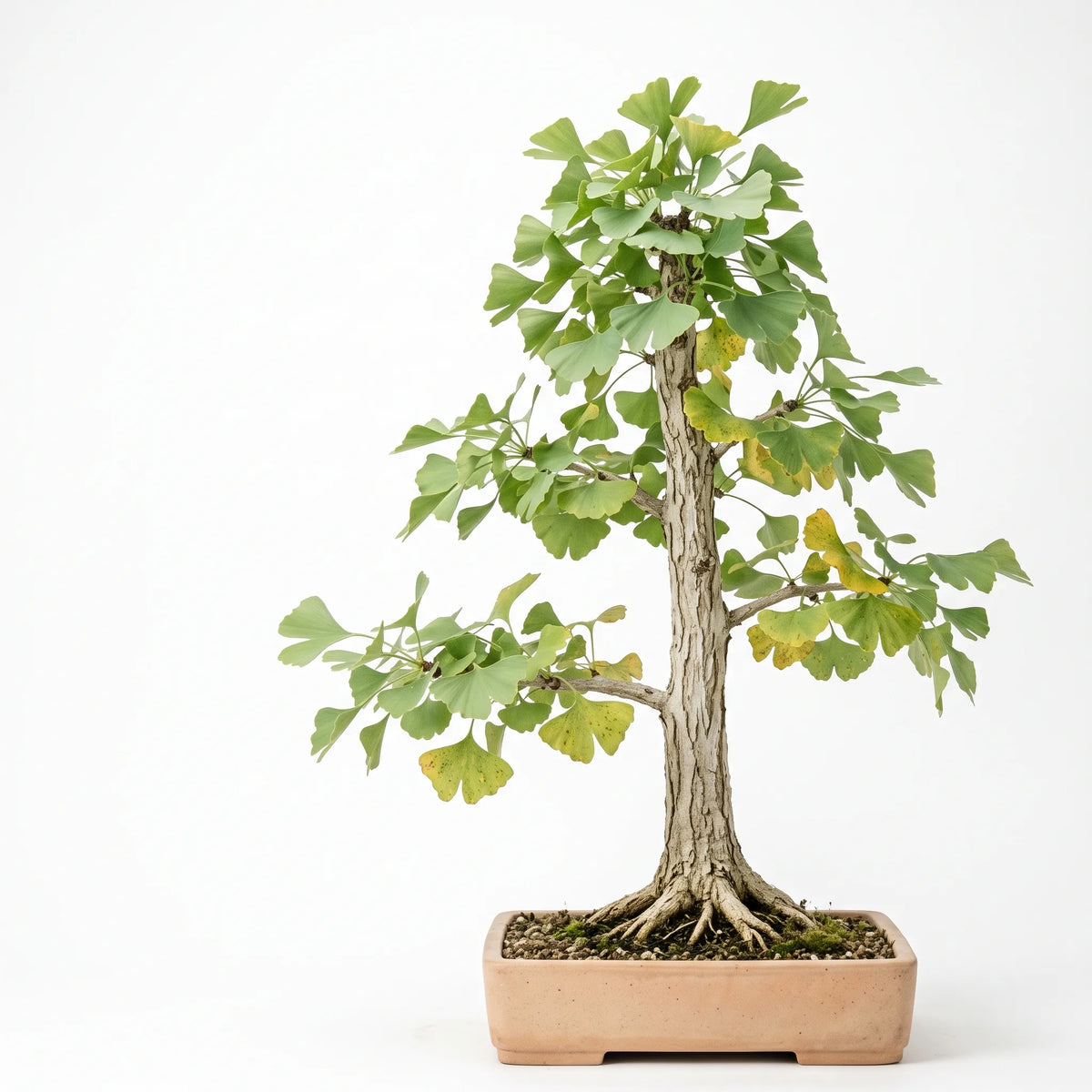 Bonsaï de ginkgo biloba en style droit formel sur fond blanc — graines reproductibles SemiSauvage