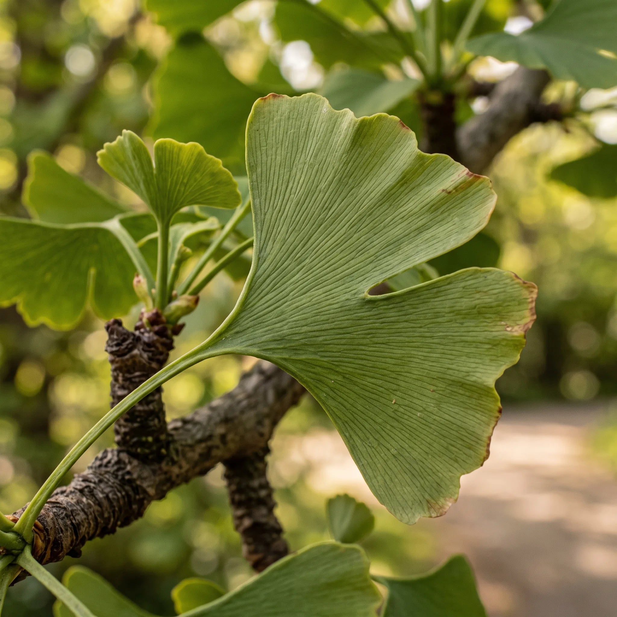 Macro d'une feuille de ginkgo en éventail à nervation dichotomique — SemiSauvage