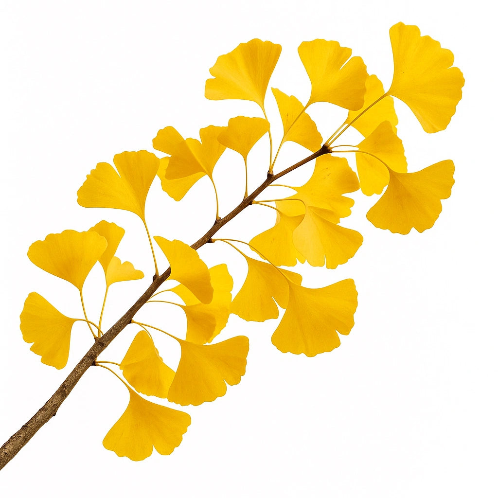 5 Graines de Ginkgo Biloba