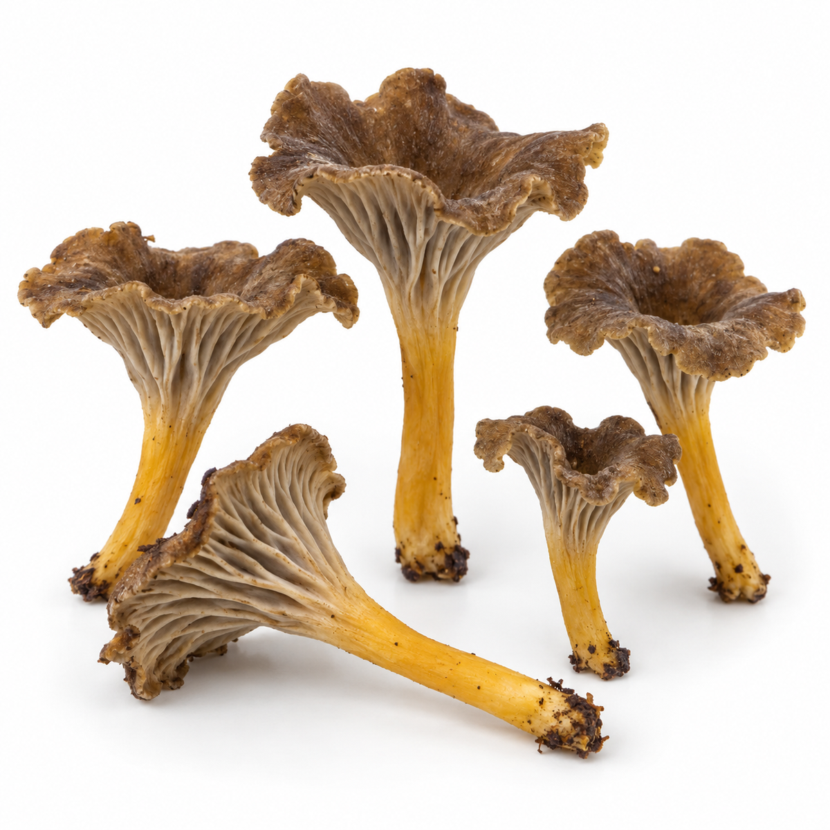 Mycelium af grå kantarel (Craterellus tubaeformis)