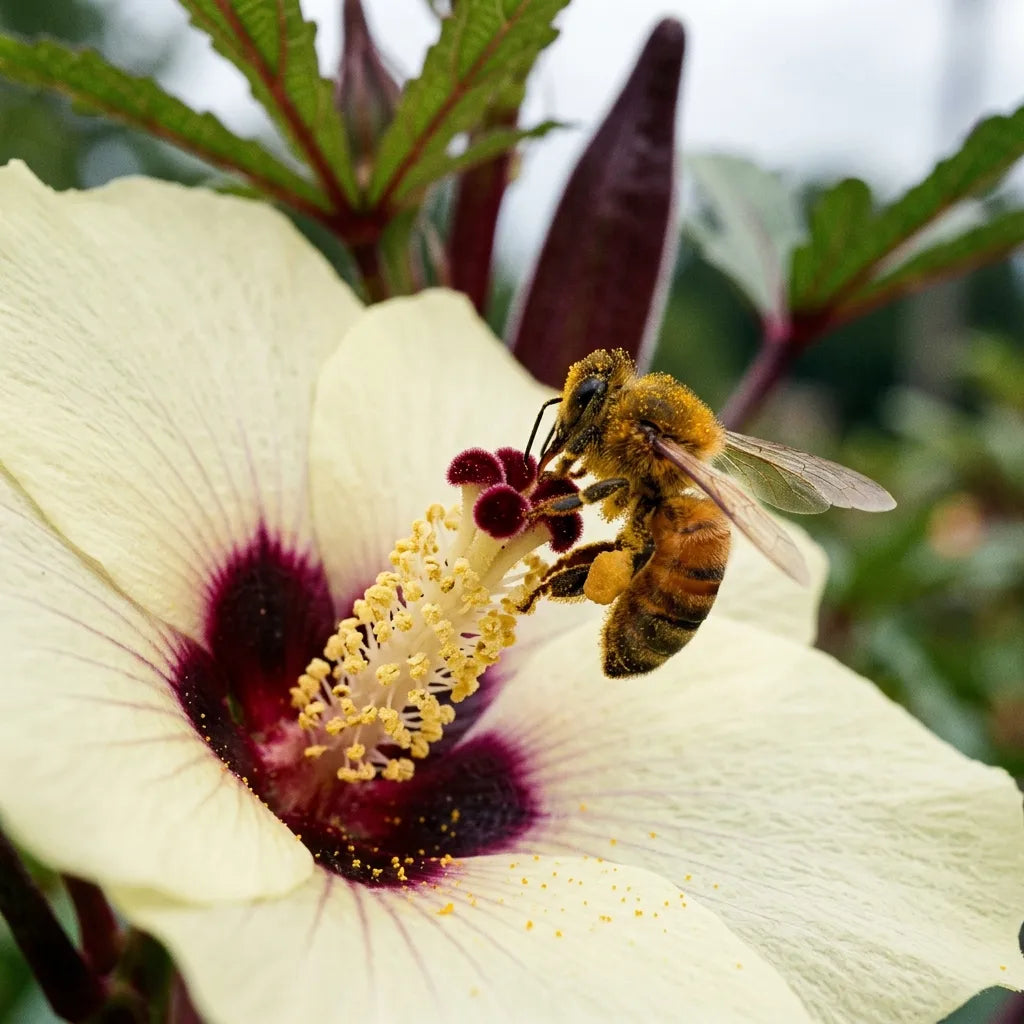 Abeille récoltant le pollen sur la colonne staminale d'une fleur de gombo — SemiSauvage