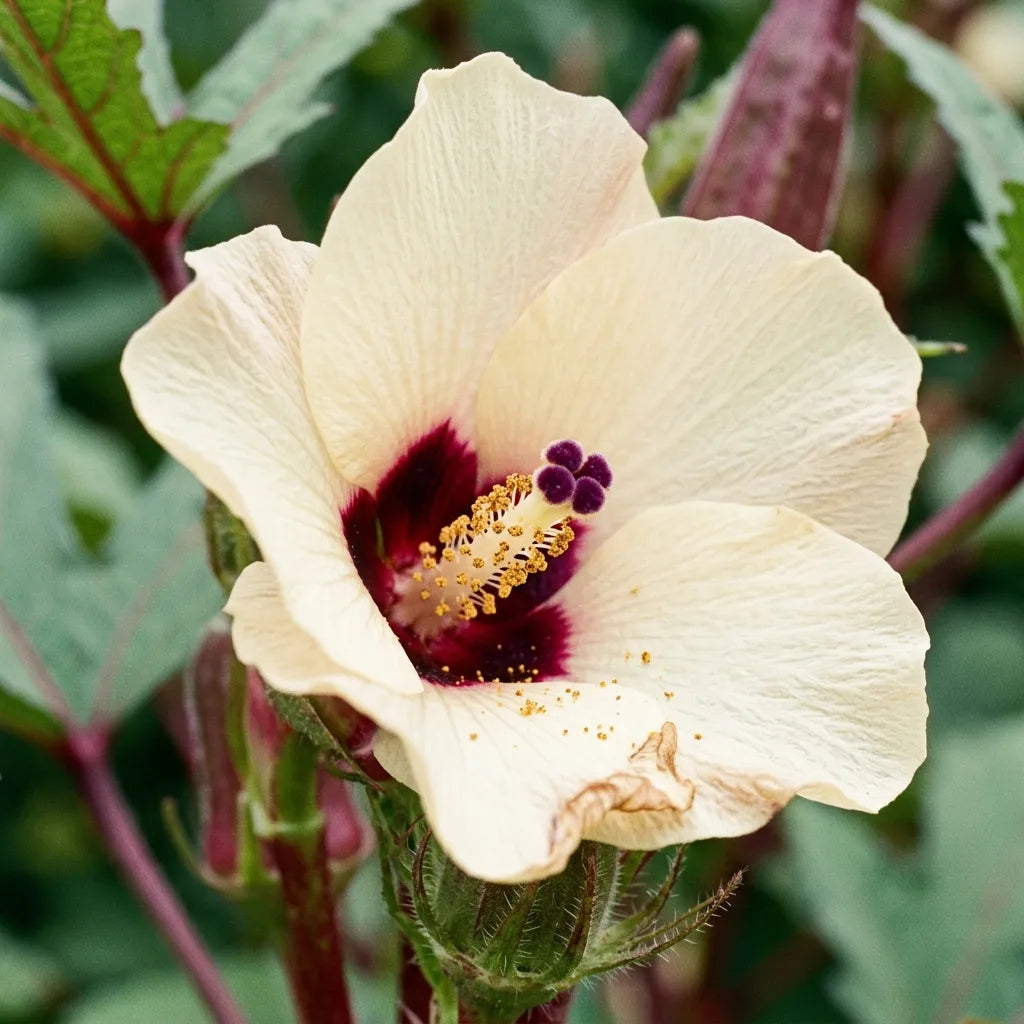 Fleur de gombo : cinq pétales jaune pâle à œil pourpre et colonne staminale de Malvacée — SemiSauvage