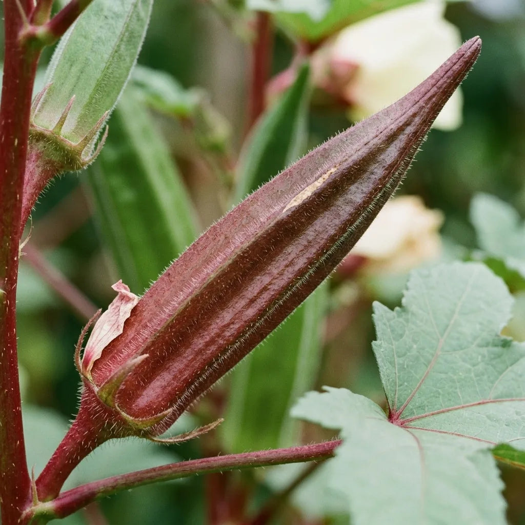 Macro d'une gousse de gombo rouge sur pied : arêtes saillantes et duvet rêché irritant — SemiSauvage