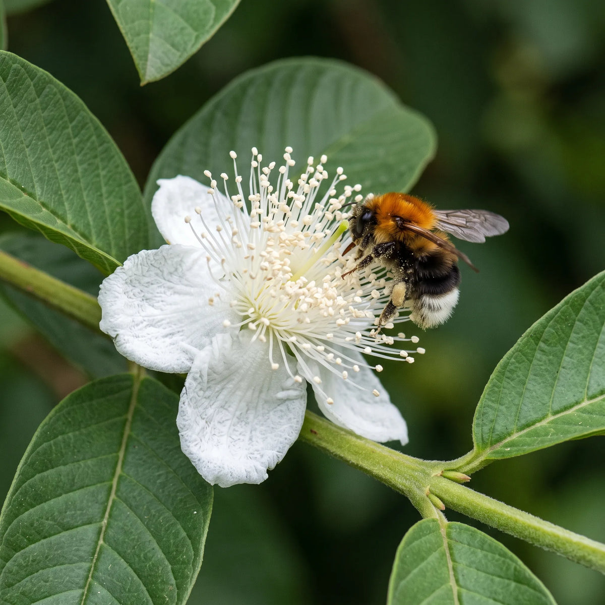 Fleur blanche de goyavier a pinceau d etamines visitee par un bourdon des arbres