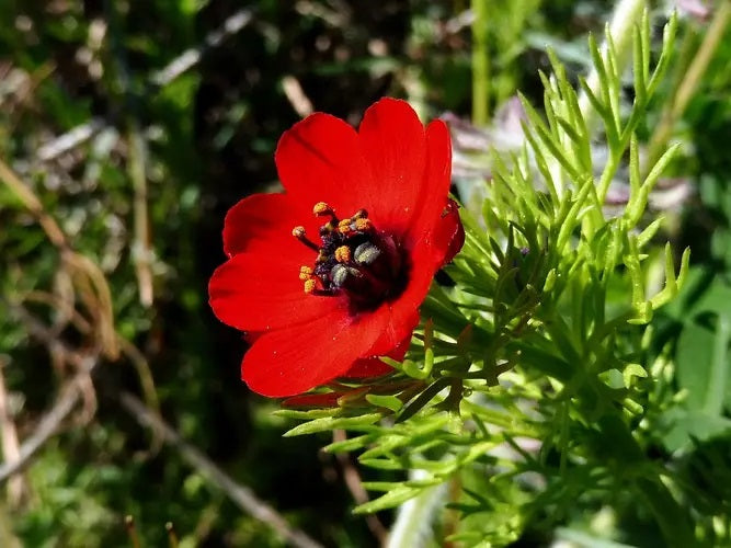 100 Graines d'Adonis d'été