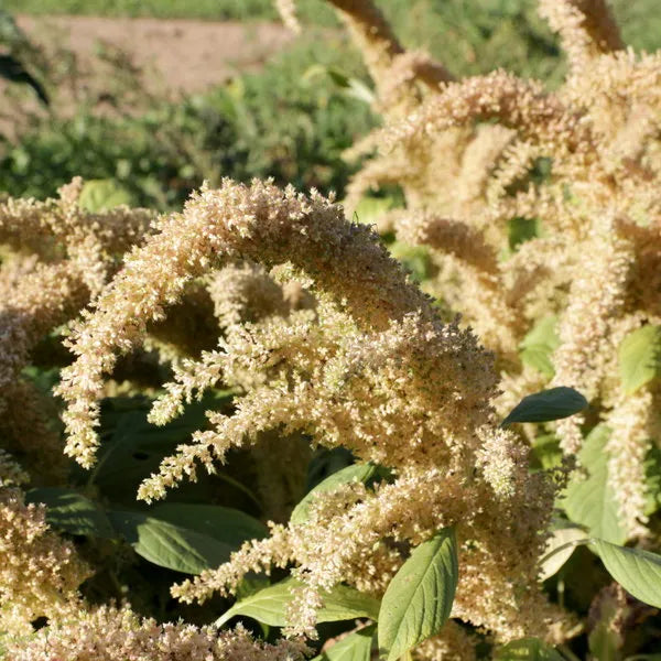 1000 Amaranth Seeds