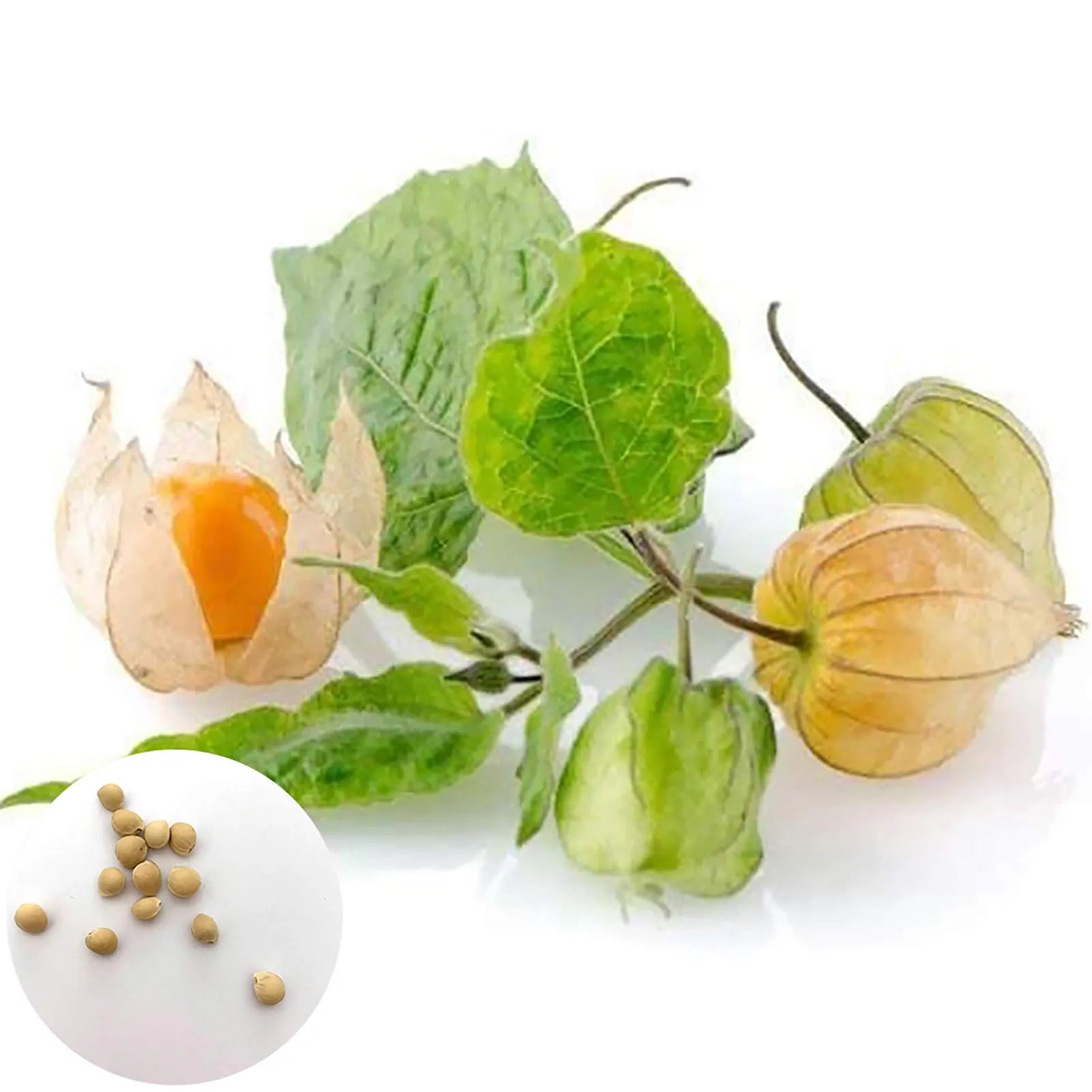 100 Graines de Physalis