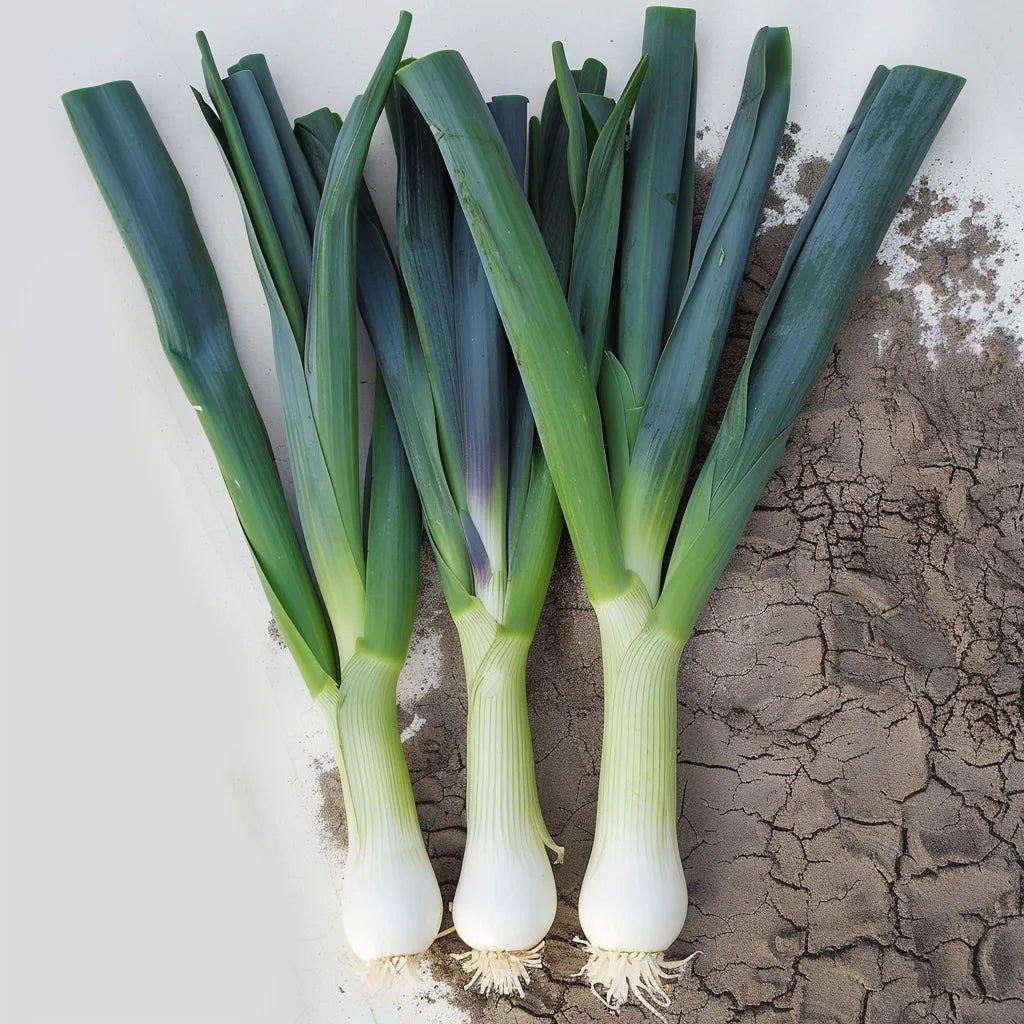 200 Leek Seeds