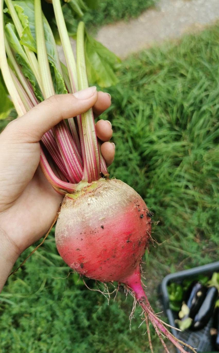 60 Graines de Betterave Chioggia