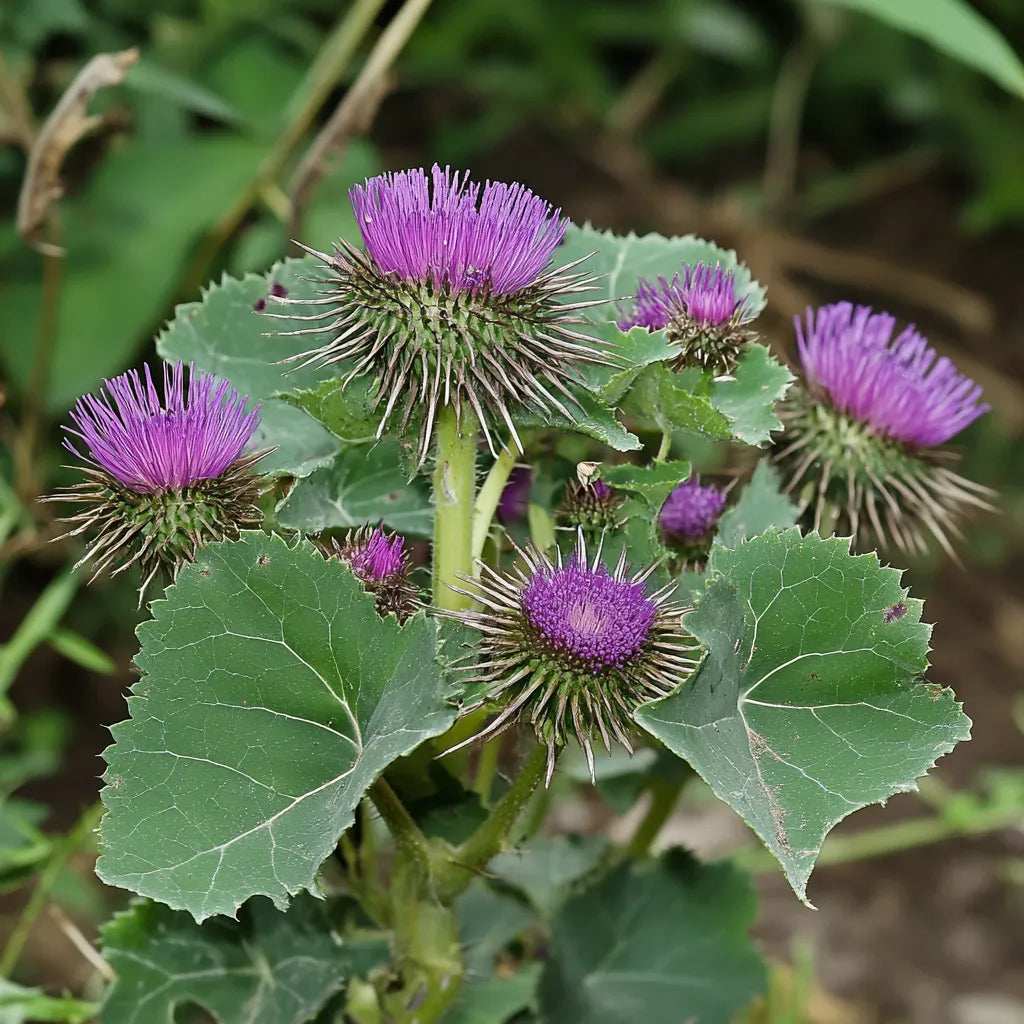 35 Große Klettensamen