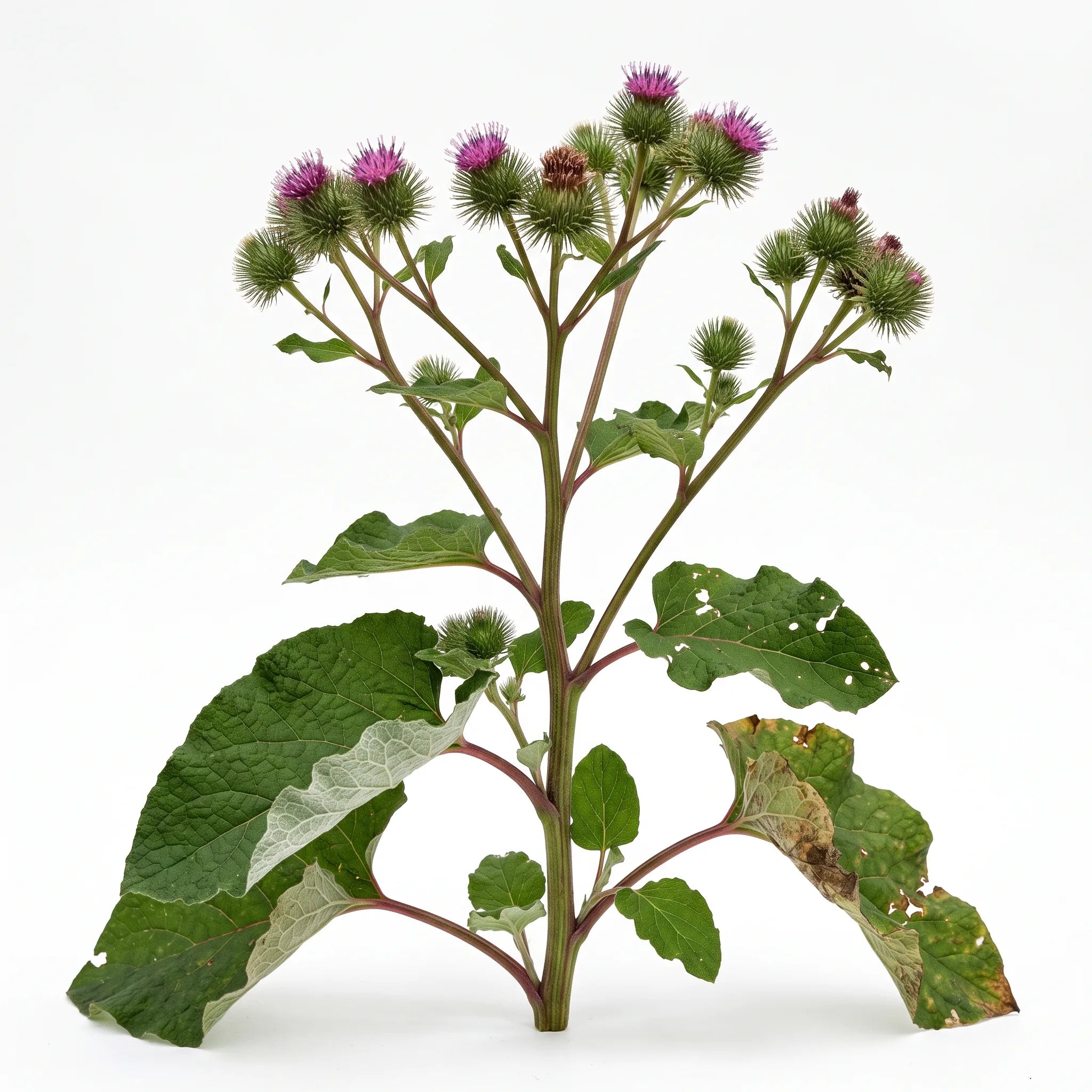 Plante entière de grande bardane en fleurs sur fond blanc — graines reproductibles SemiSauvage