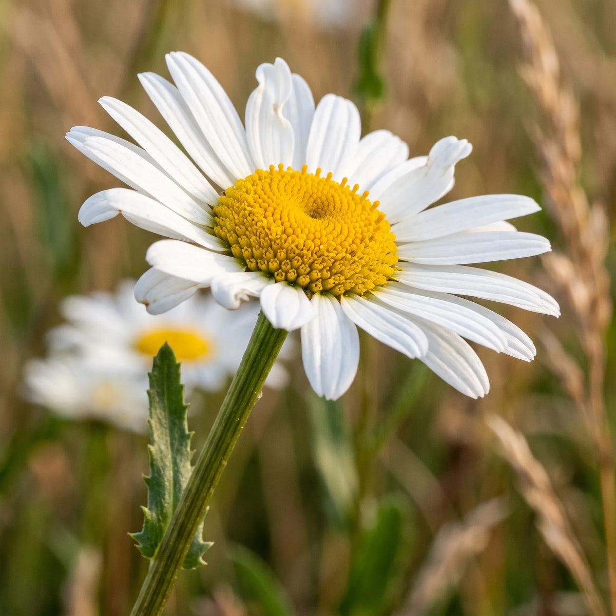 Macro d'un capitule de grande marguerite : ligules blanches et fleurons tubuleux jaunes