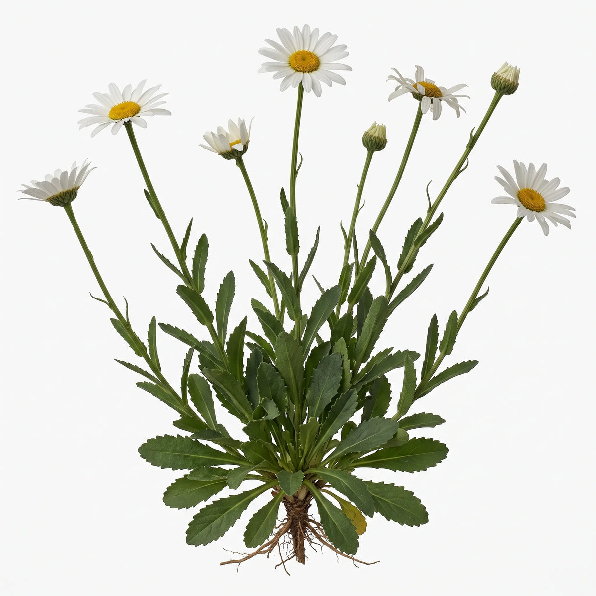 Pied fleuri de grande marguerite (Leucanthemum vulgare) sur fond blanc
