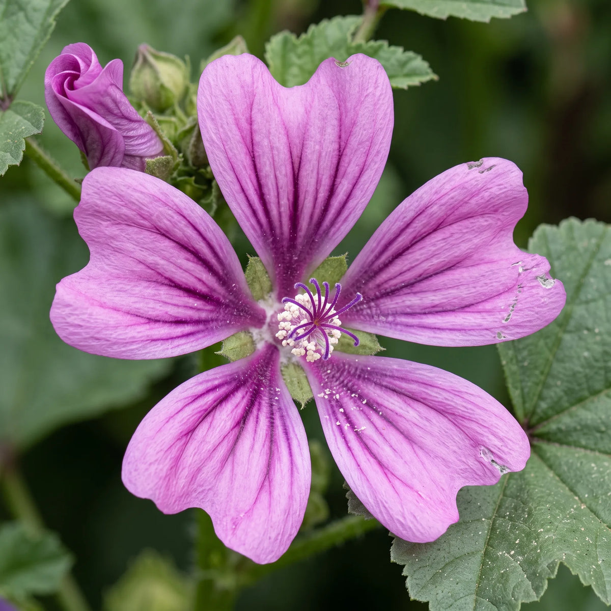 Macro d une fleur de grande mauve, colonne staminale centrale et veines pourpre rayonnantes