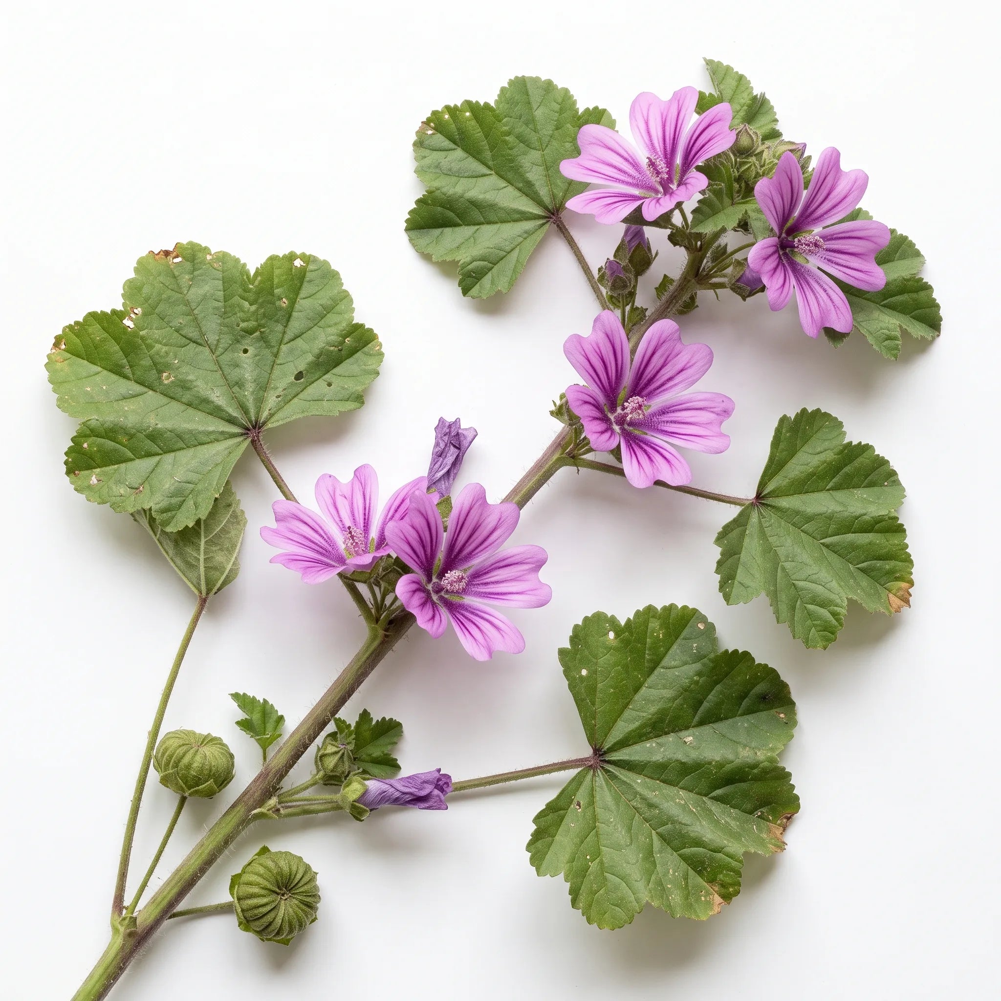 Tige fleurie de grande mauve Malva sylvestris sur fond blanc, petales echancres veines de pourpre