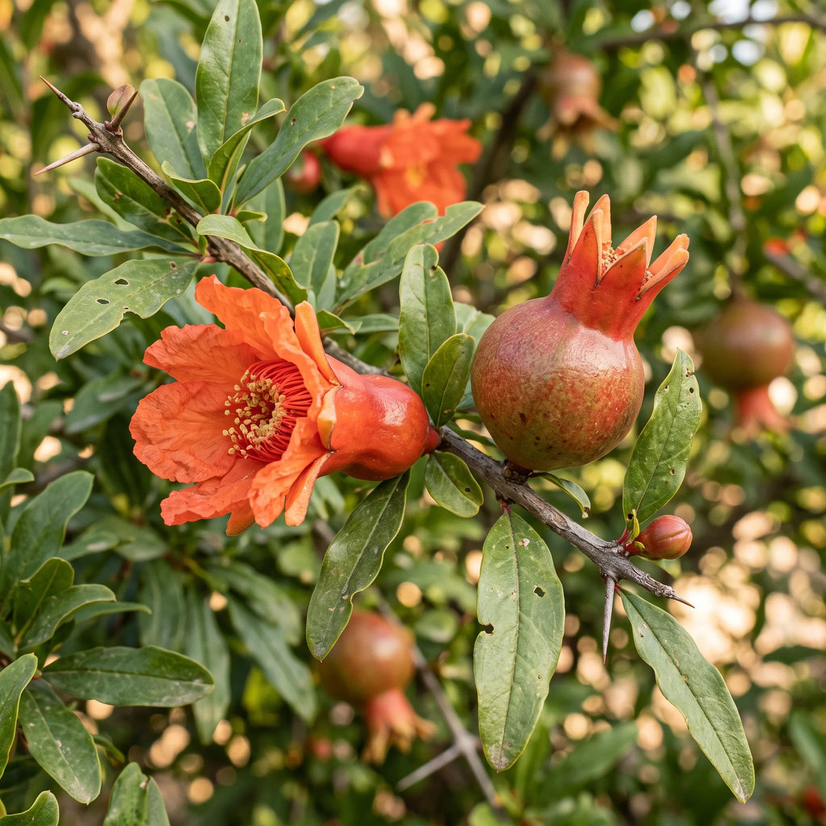 Macro d'une fleur de grenadier à calice en urne et d'un jeune fruit couronné — SemiSauvage