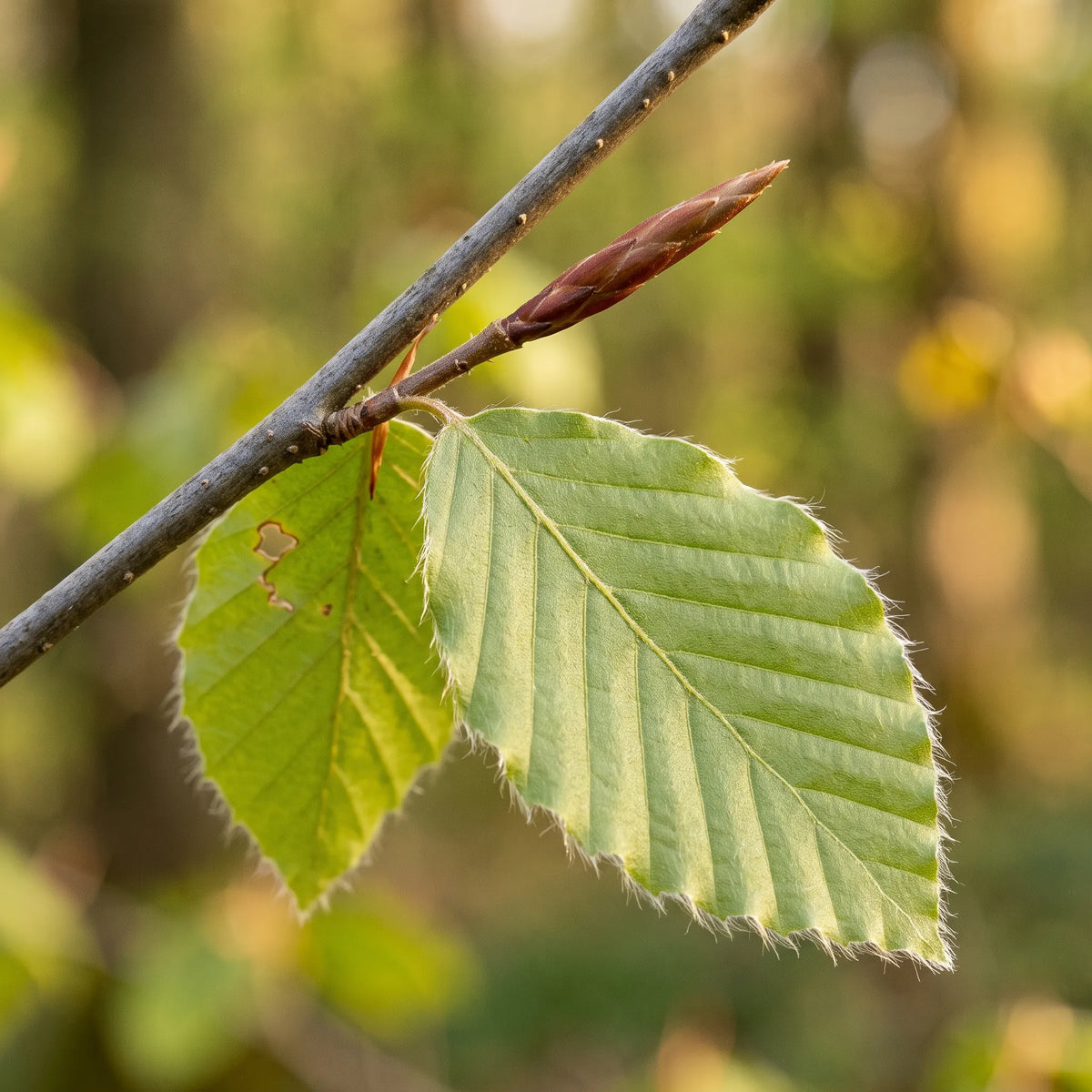 Macro d'une feuille de hêtre ondulée ciliée et de son bourgeon fusiforme — SemiSauvage