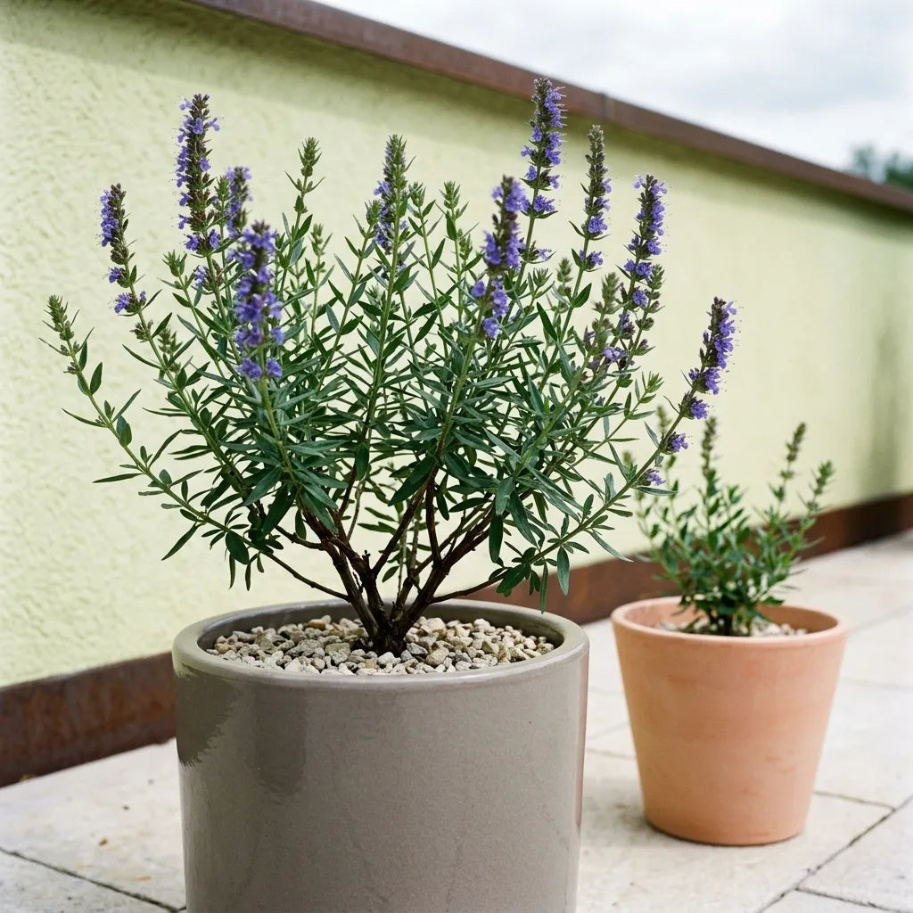 Culture de l'hysope officinale en bac de grès sur une terrasse, paillage de gravier calcaire clair — SemiSauvage