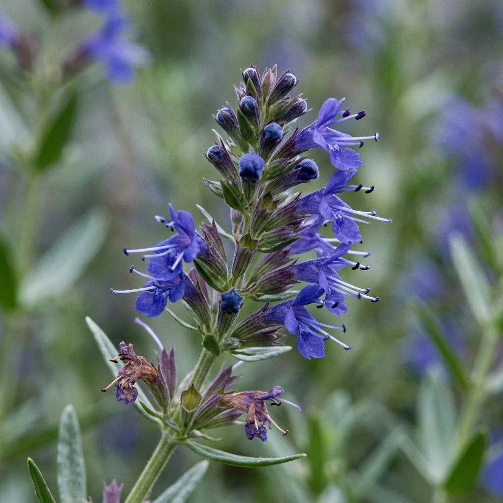 Macro d'un épi unilatéral d'hysope : fleurs bilabiées bleu-violet aux quatre étamines longuement saillantes — SemiSauvage