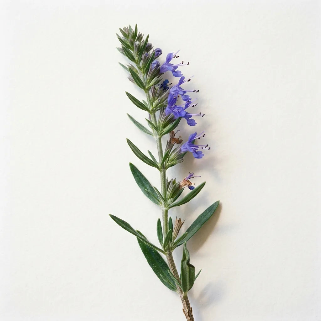 Rameau fleuri d'hysope officinale (Hyssopus officinalis) sur fond blanc : épi unilatéral bleu-violet et feuilles linéaires entières — SemiSauvage