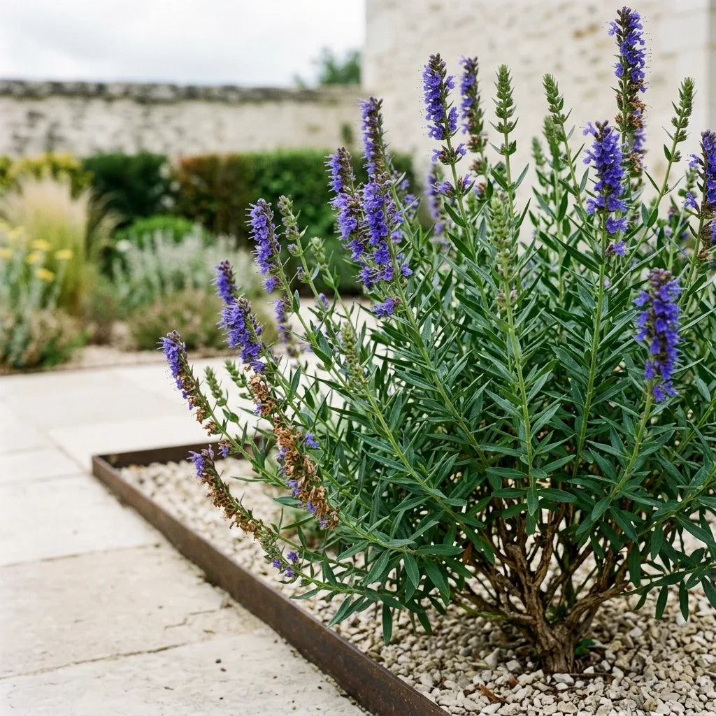Touffe d'hysope officinale en fleurs dans un massif de jardin sec, souche lignifiée et épis bleu-violet dressés — SemiSauvage