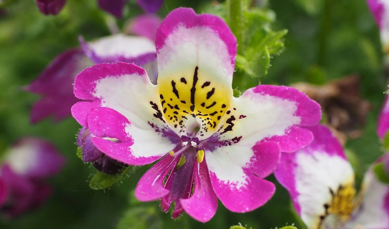 250 Graines de Fleur de Papillon (Schizanthus wisetonensis)