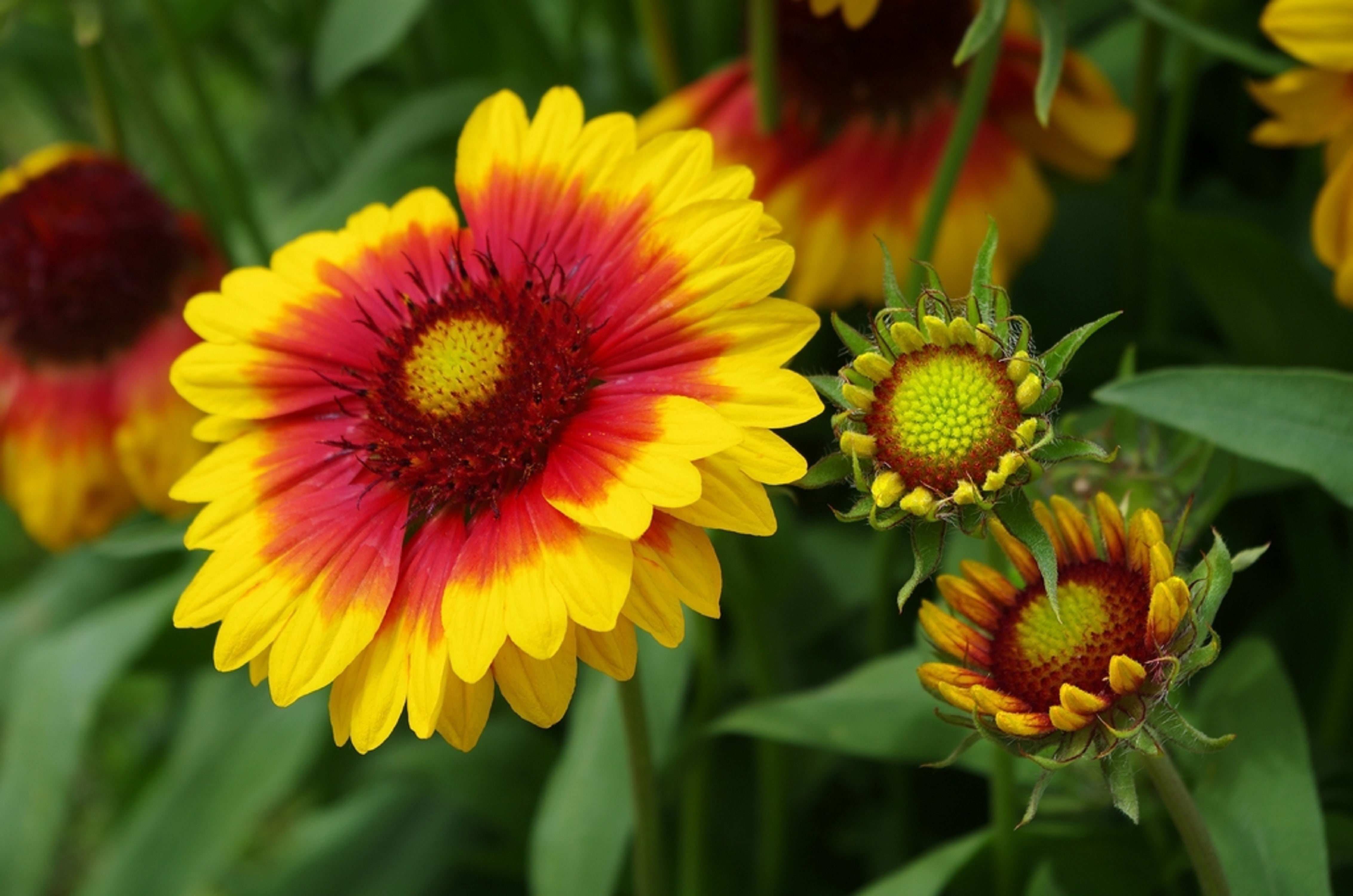 100 Gaillardia Seeds