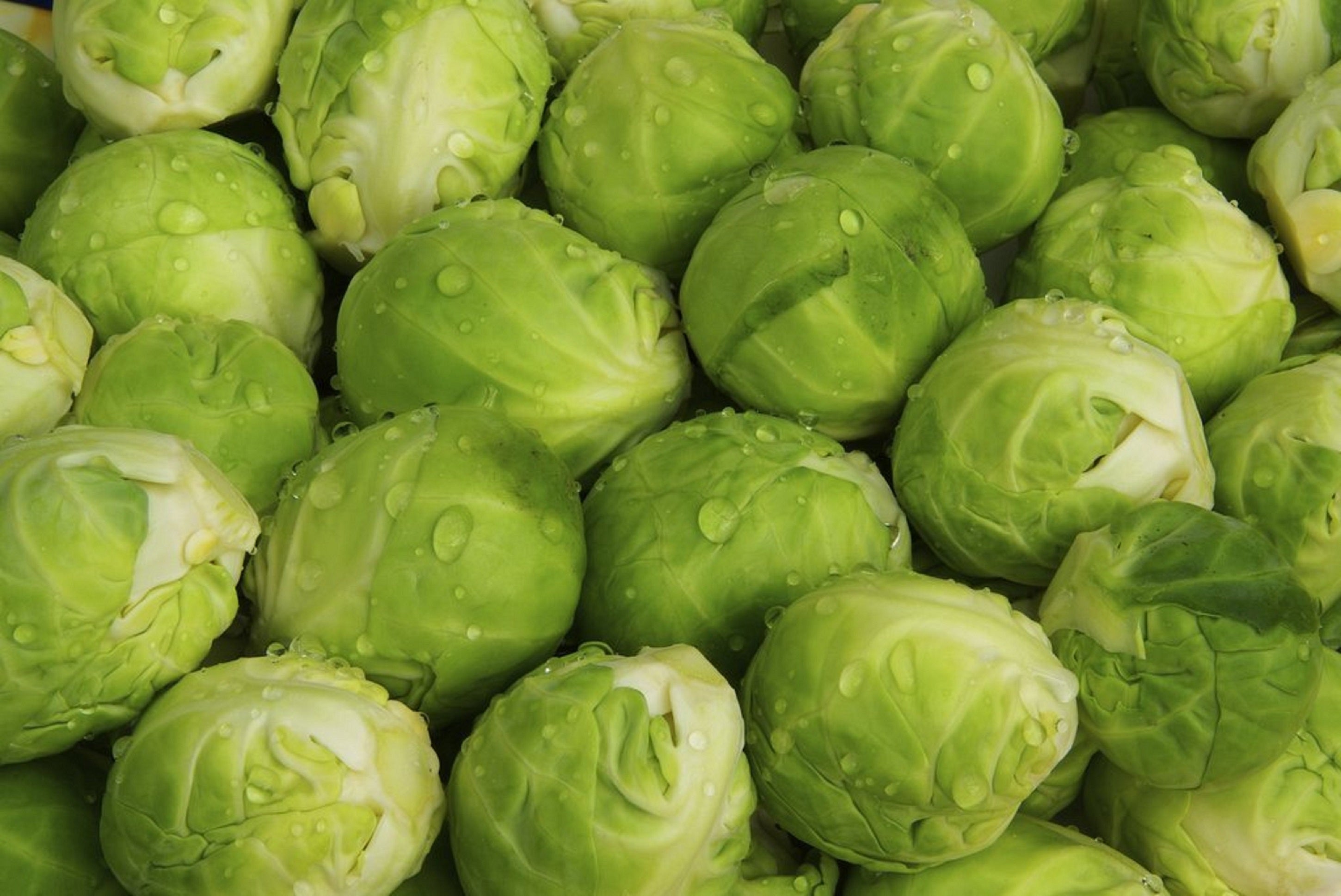 300 Sanda Brussels Sprout Seeds