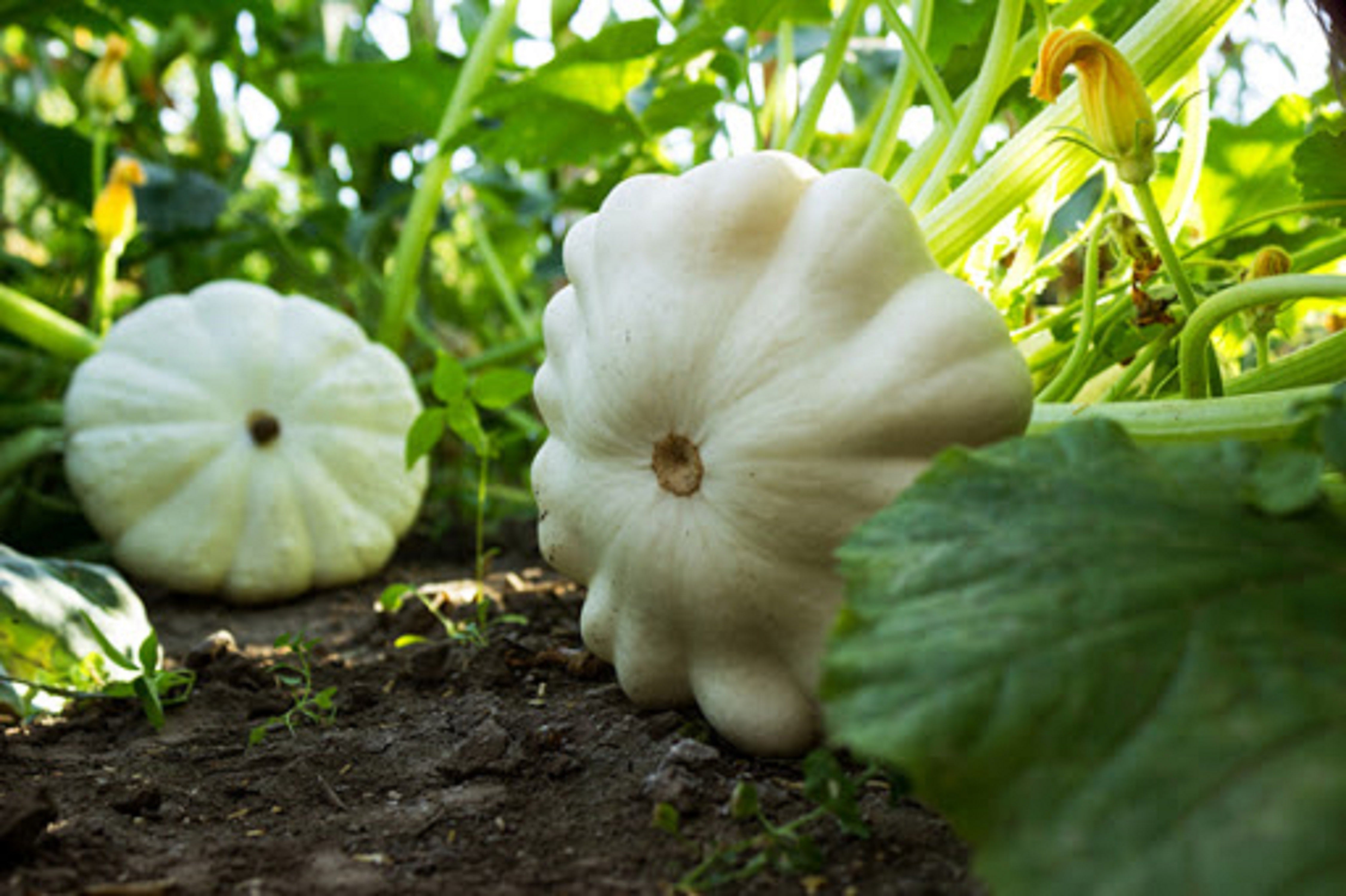 15 White Squash Seeds