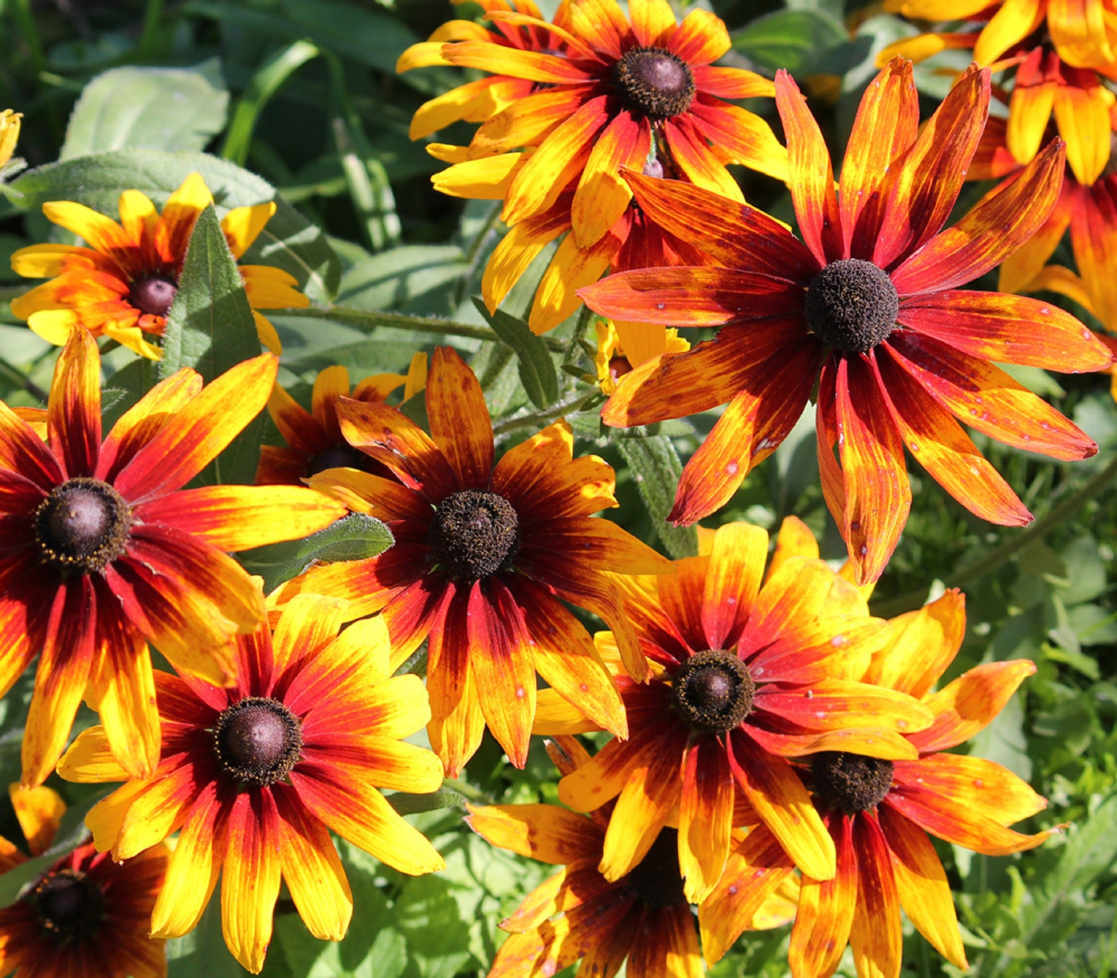 300 Graines de Rudbeckia Gloriosa Daisy