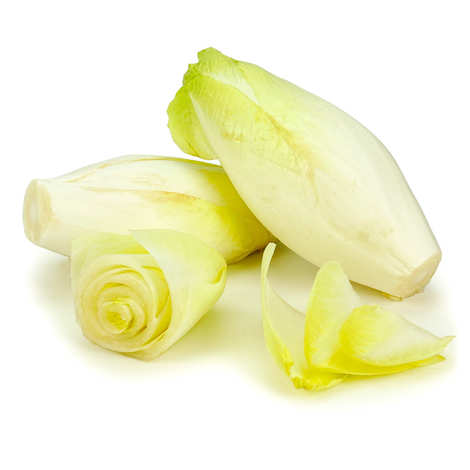 250 Graines d'Endive Demi-hâtive