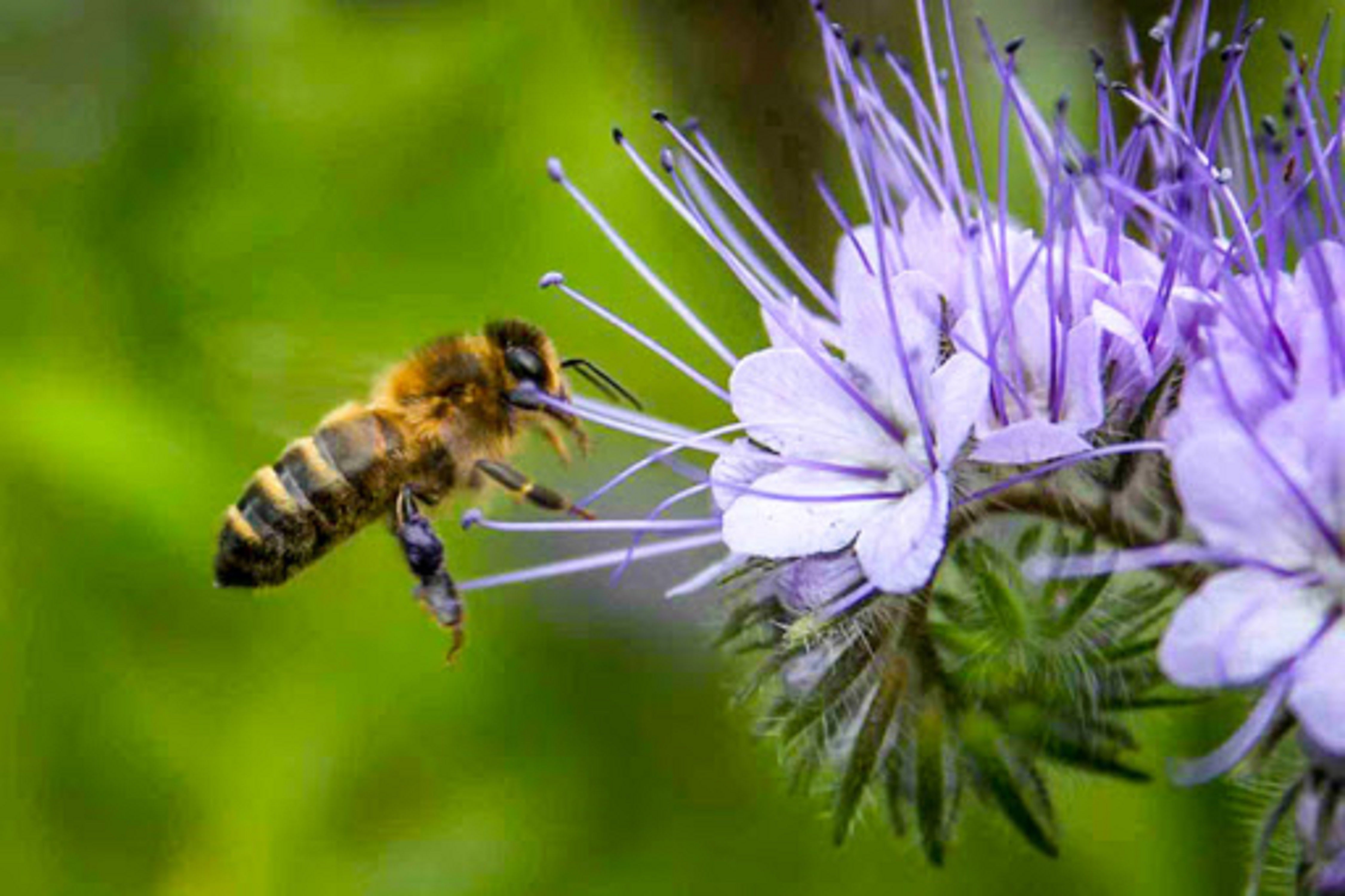 1000 Phacelia Seeds