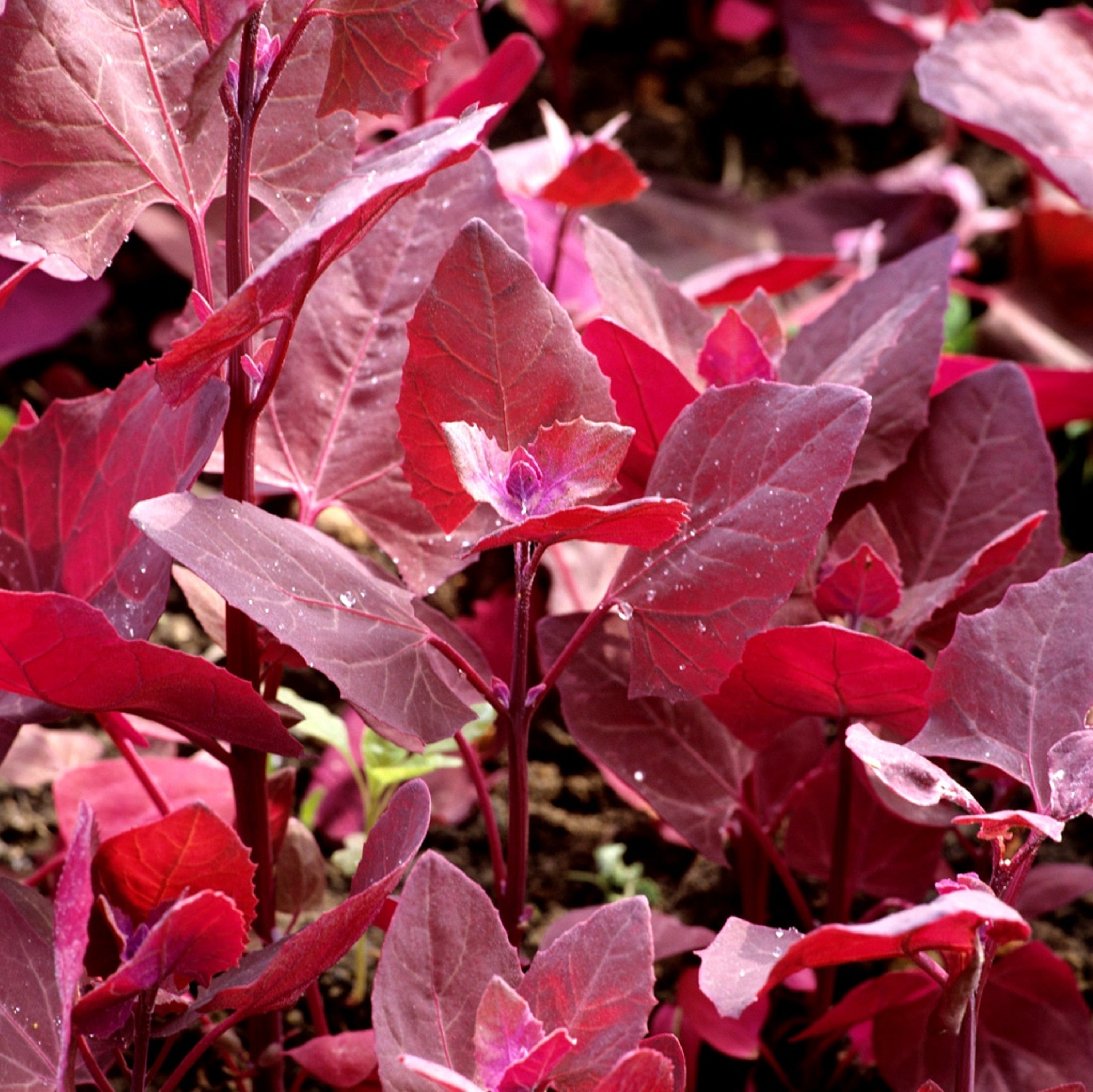 100 Graines d'Arroche Rouge