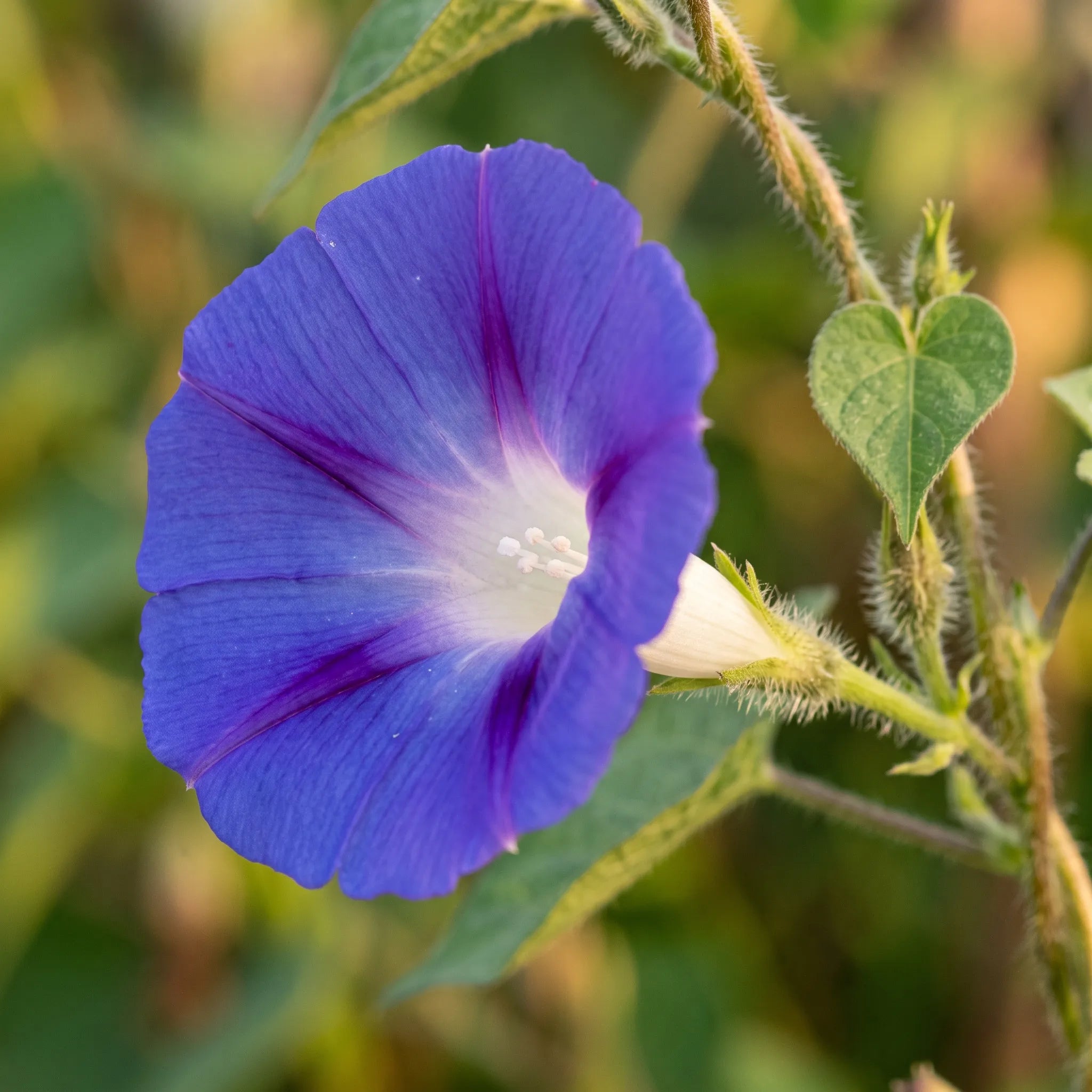 Macro d'une corolle d'ipomée bleue montrant sa gorge blanche et ses bandes de nervation — SemiSauvage
