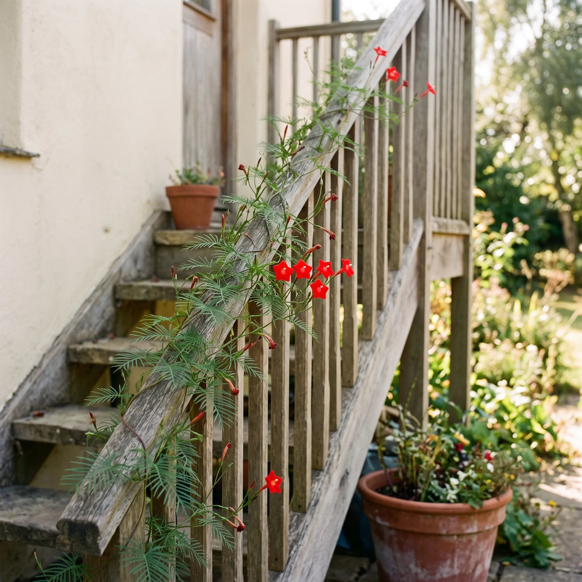 Ipomée cardinal grimpant sur la rambarde d'un escalier extérieur — SemiSauvage