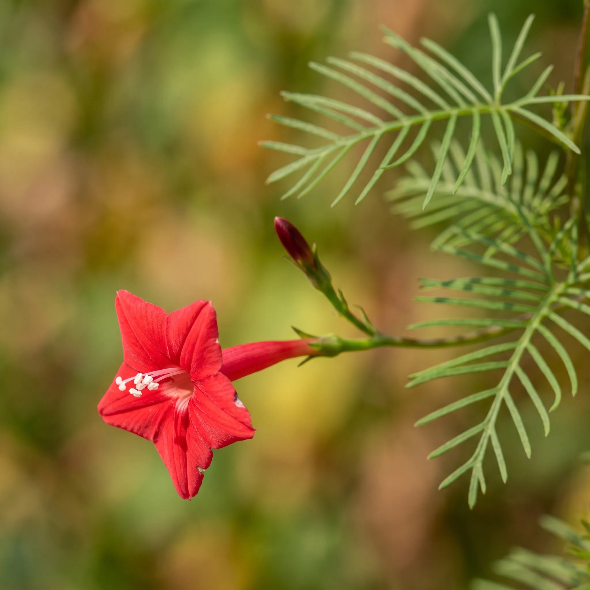 Macro d'une fleur d'ipomée cardinal en étoile rouge écarlate — SemiSauvage