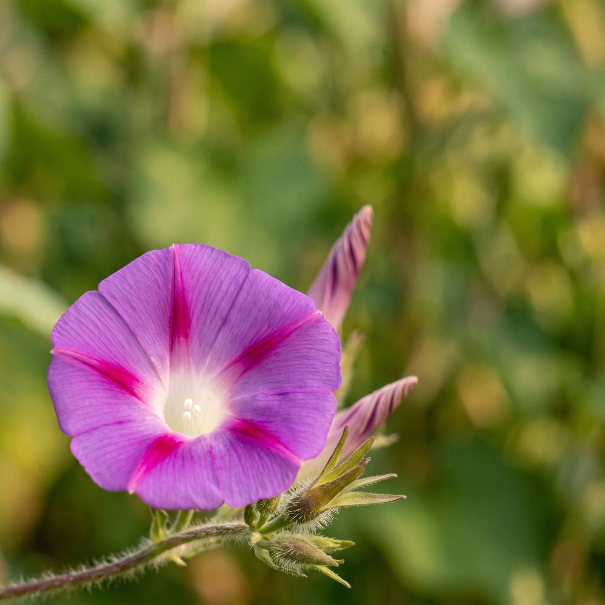 Macro d'une corolle d'ipomée pourpre-magenta à gorge blanche — SemiSauvage