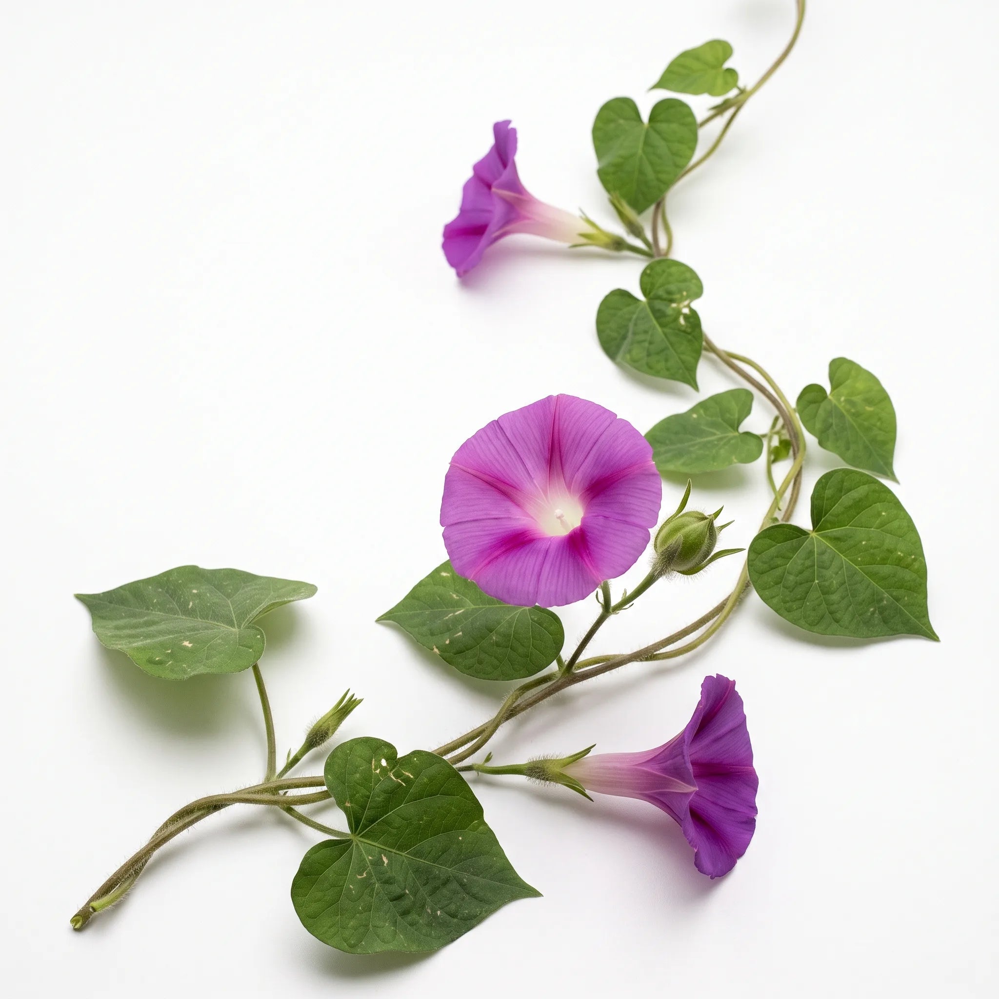 Tige volubile d'ipomée pourpre (Ipomoea purpurea) en fleurs sur fond blanc — graines reproductibles SemiSauvage