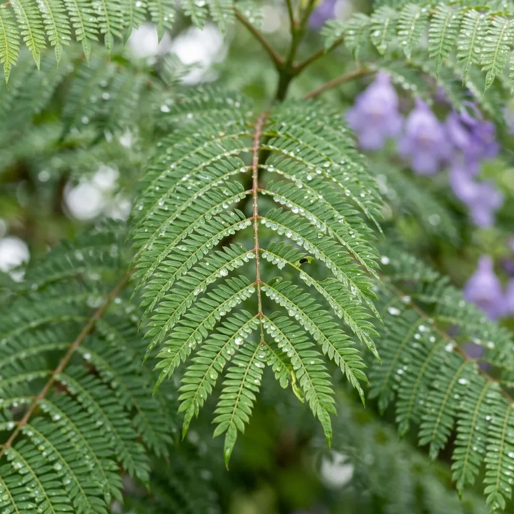 Feuillage bipenné finement divisé de Jacaranda mimosifolia perlé de rosée, détail botanique — SemiSauvage
