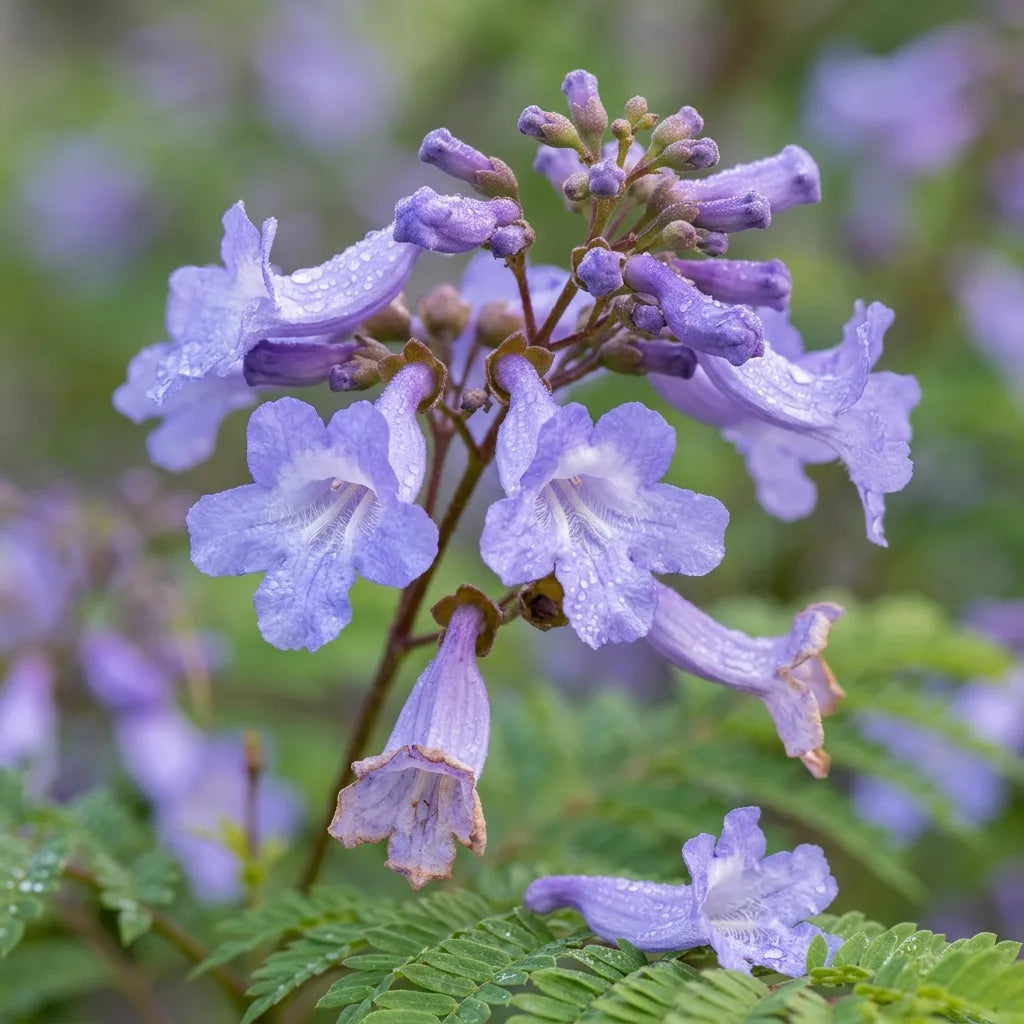 Panicule de fleurs tubulaires bleu-lavande de Jacaranda mimosifolia couverte de rosée, macro — SemiSauvage