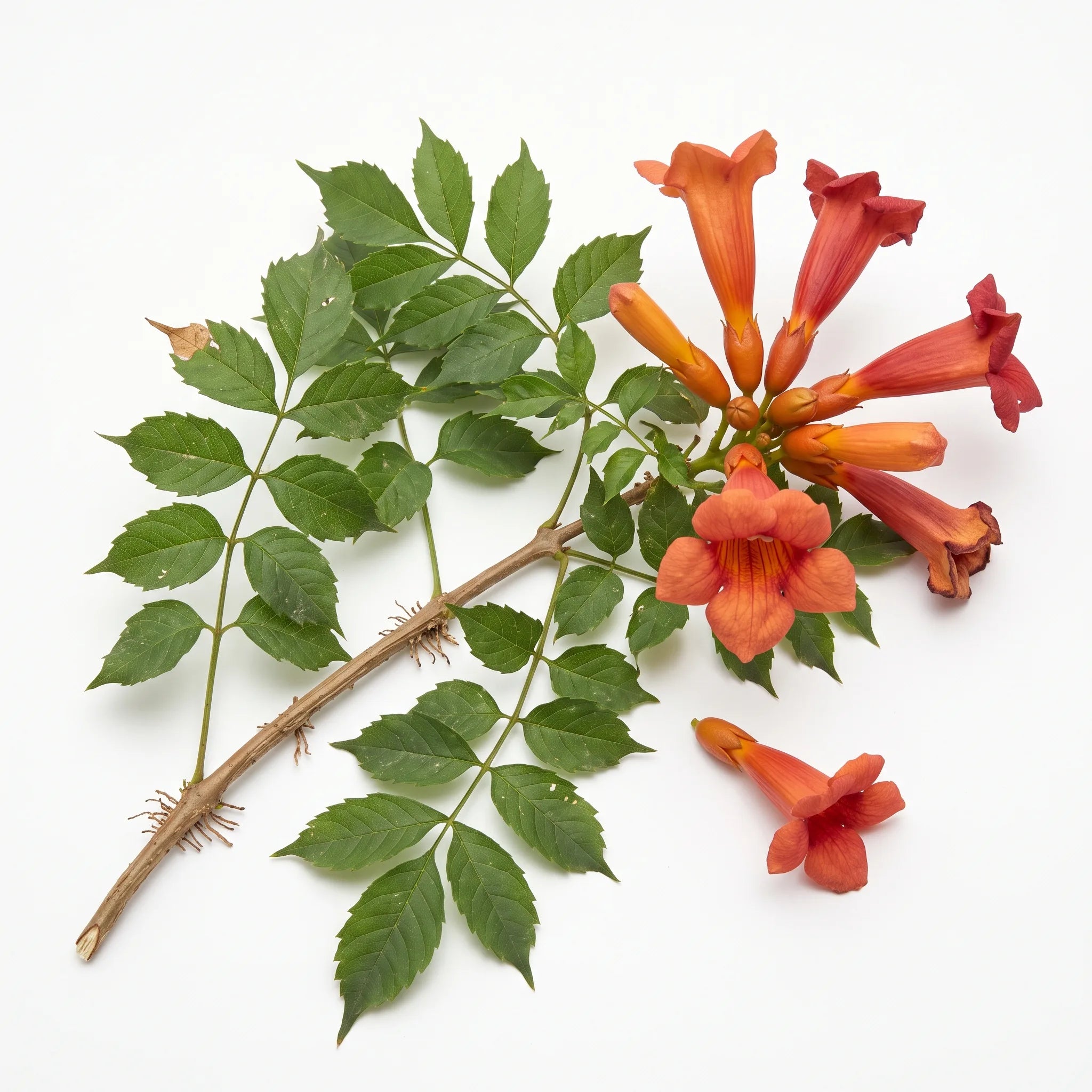 Rameau fleuri de jasmin de Virginie Campsis radicans sur fond blanc, trompettes orange et feuilles pennees